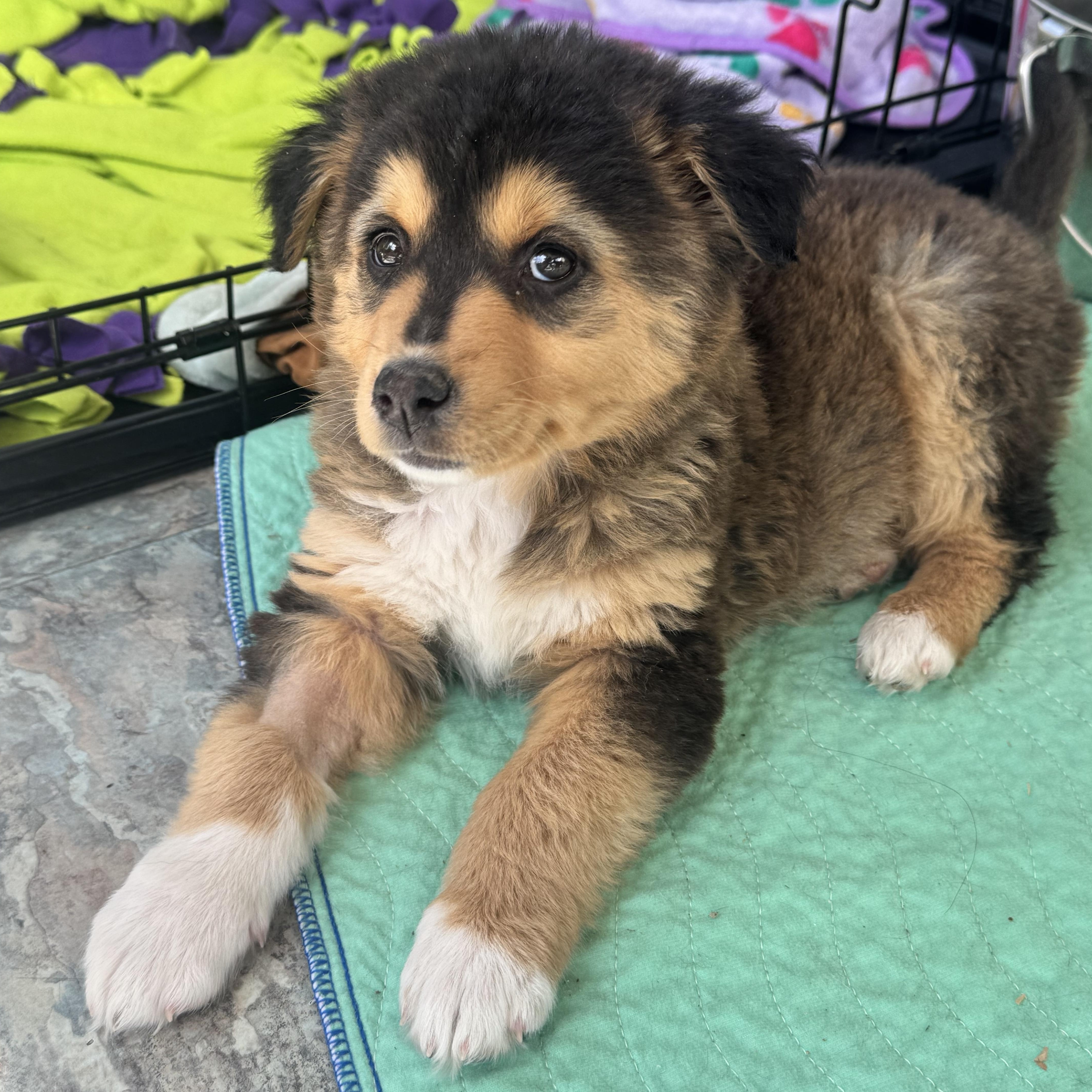 Ophelia , ADOPTABLE, Puppy Female Border Collie & Great Pyrenees.
