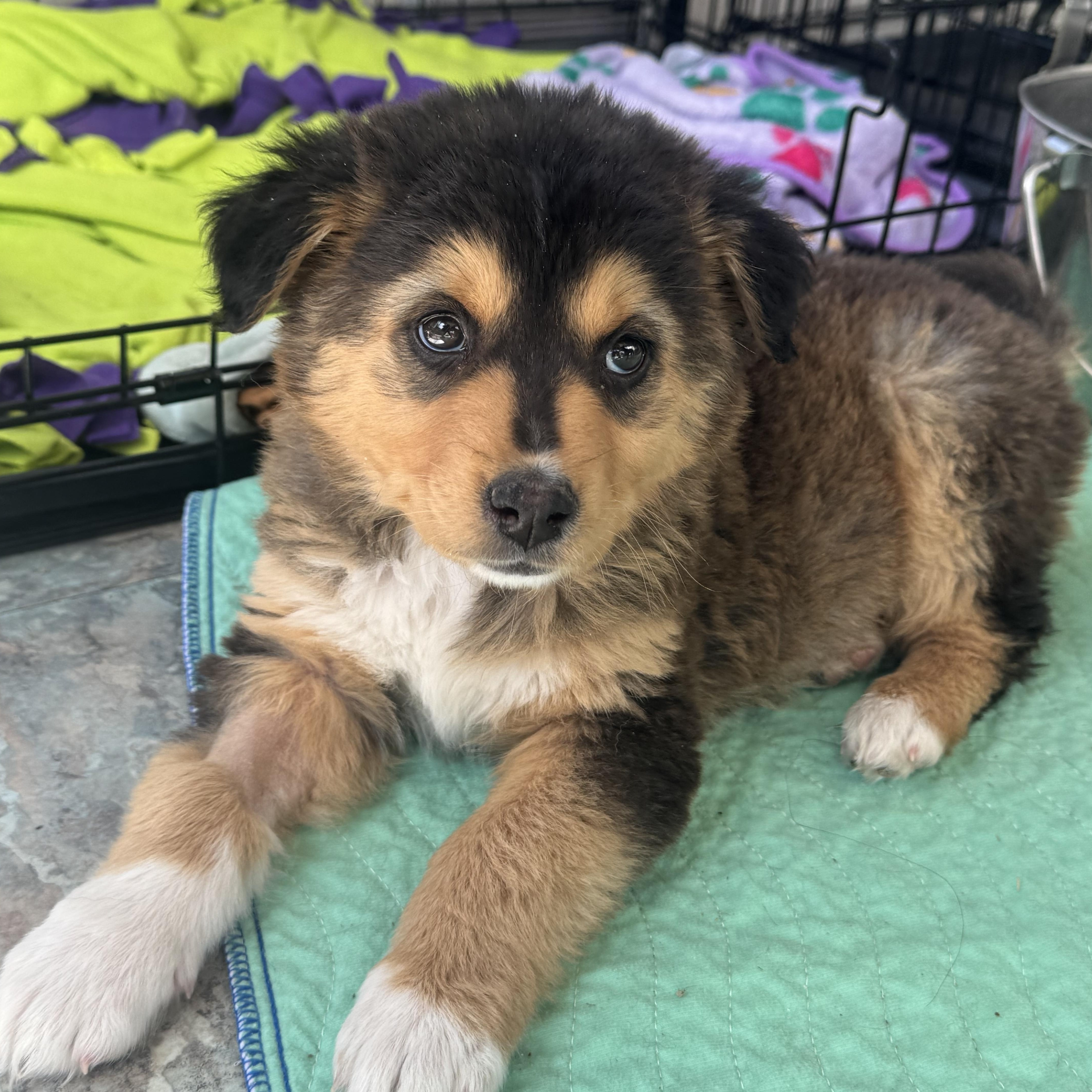 Ophelia , a ADOPTABLE mixed breed in Denver, CO image 5/5