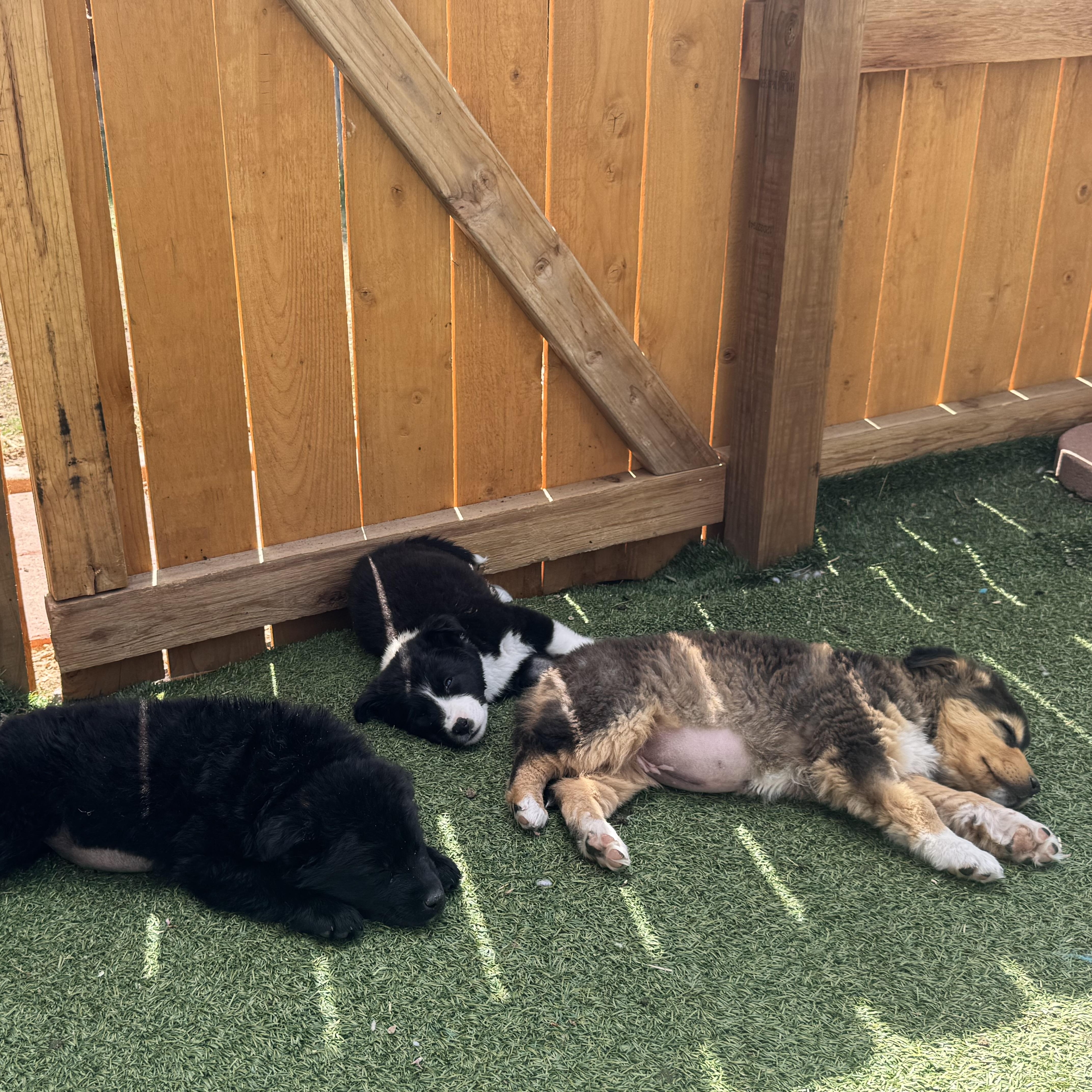 Ophelia , a ADOPTABLE mixed breed in Denver, CO image 4/5