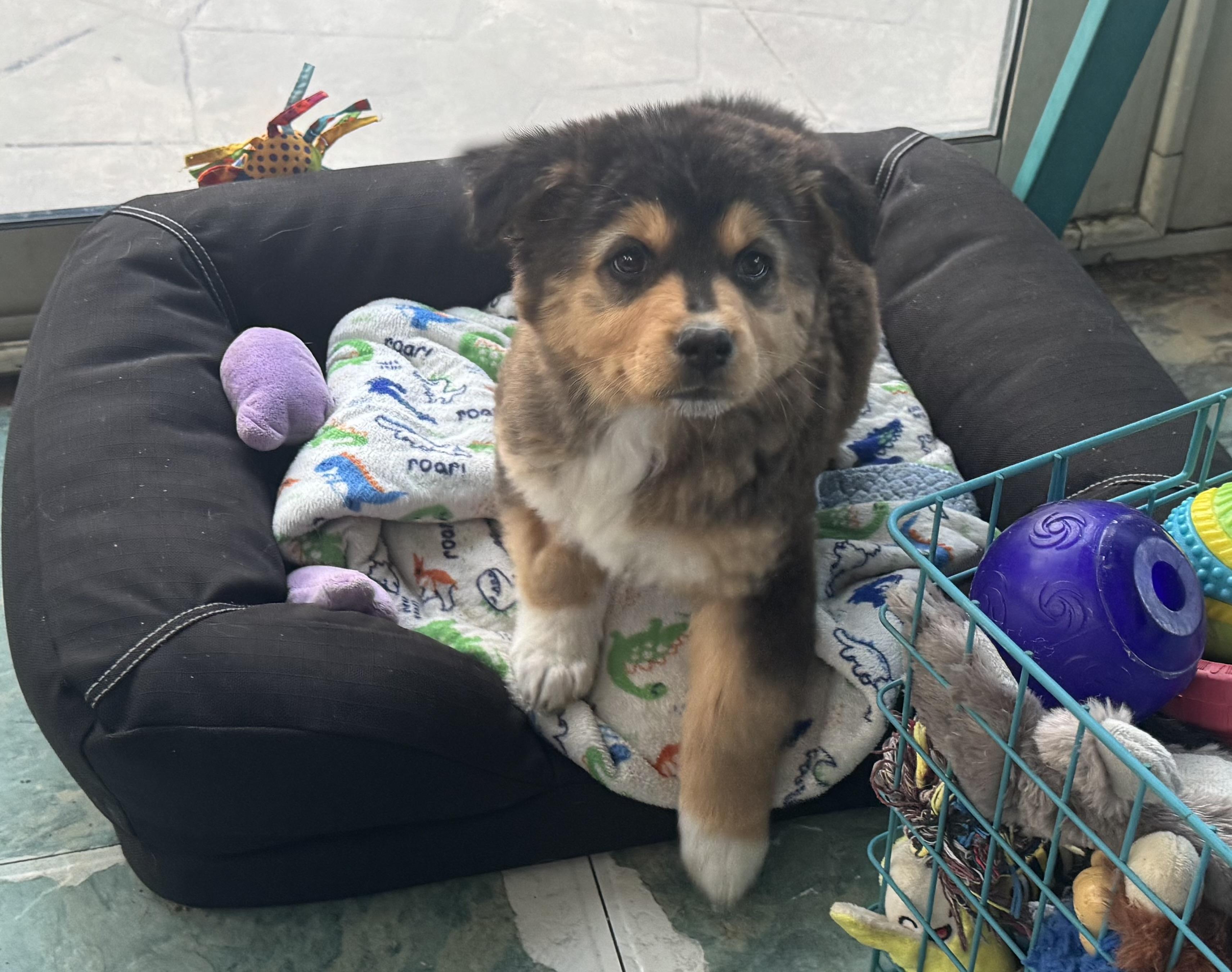 Ophelia , a ADOPTABLE mixed breed in Denver, CO image 2/5