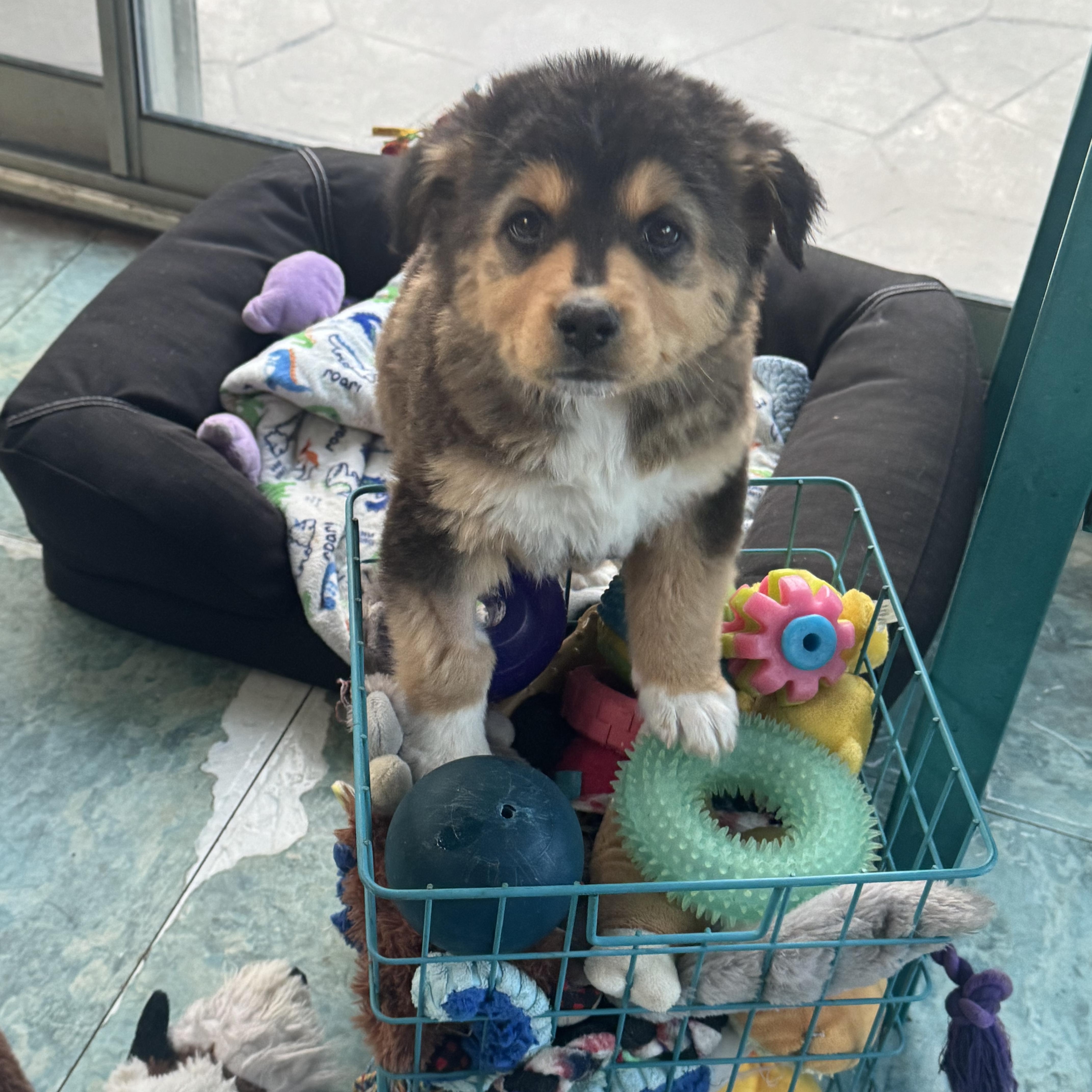 Ophelia , a ADOPTABLE mixed breed in Denver, CO image 3/5