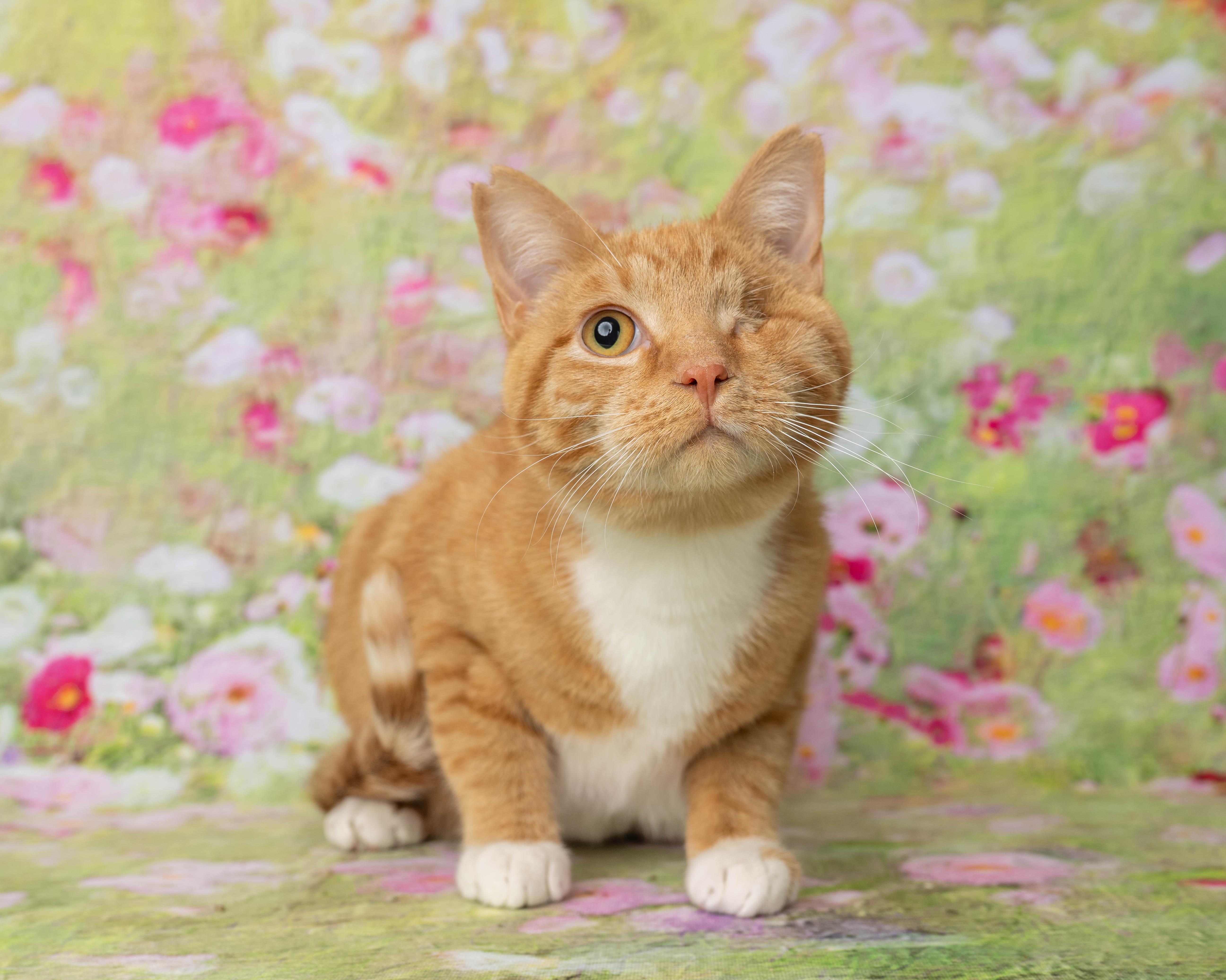 Enlarge Pickles, an adopted Domestic Short Hair in Rock Springs, WY image 4/4