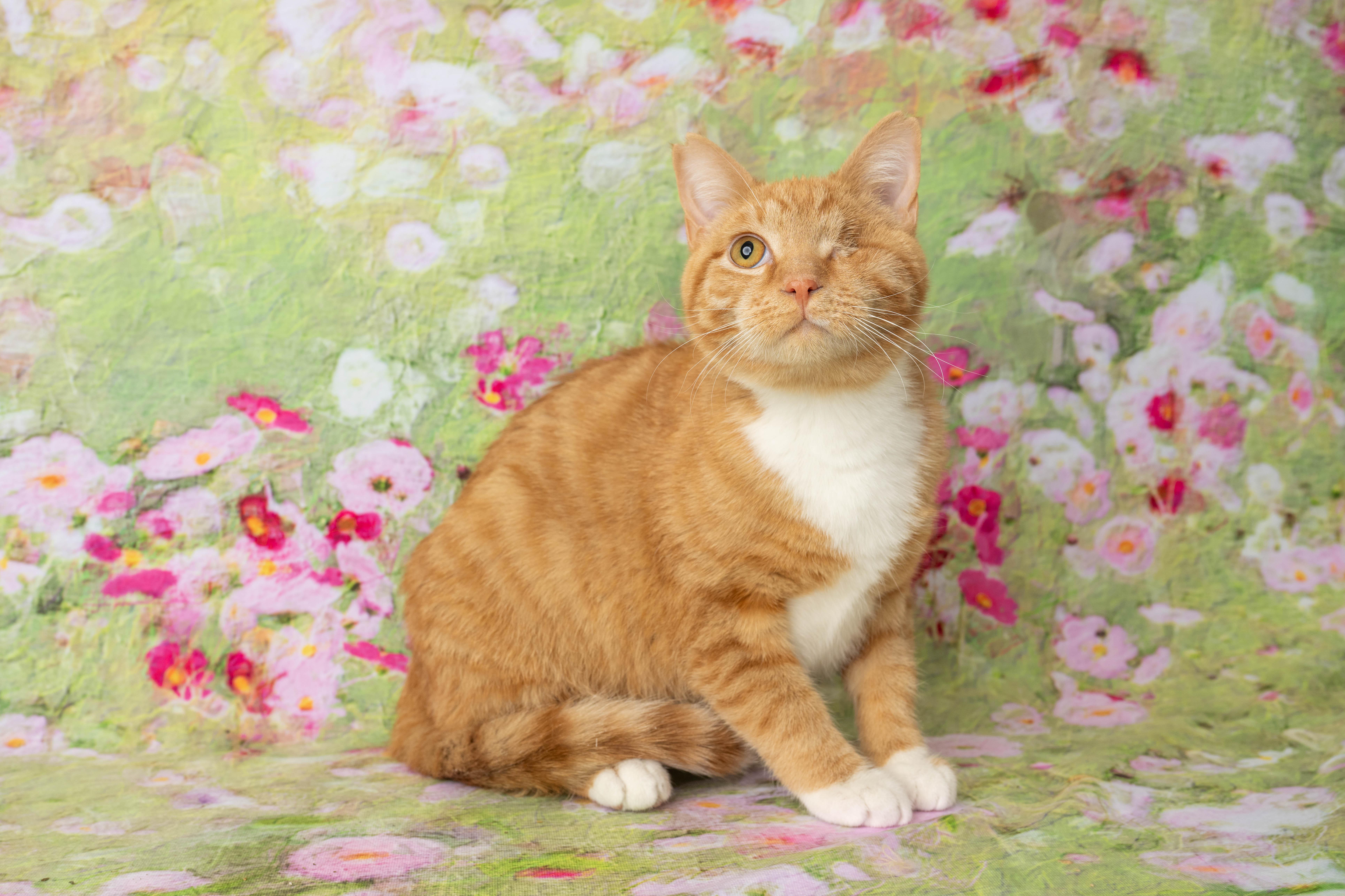 Enlarge Pickles, an adopted Domestic Short Hair in Rock Springs, WY image 2/4