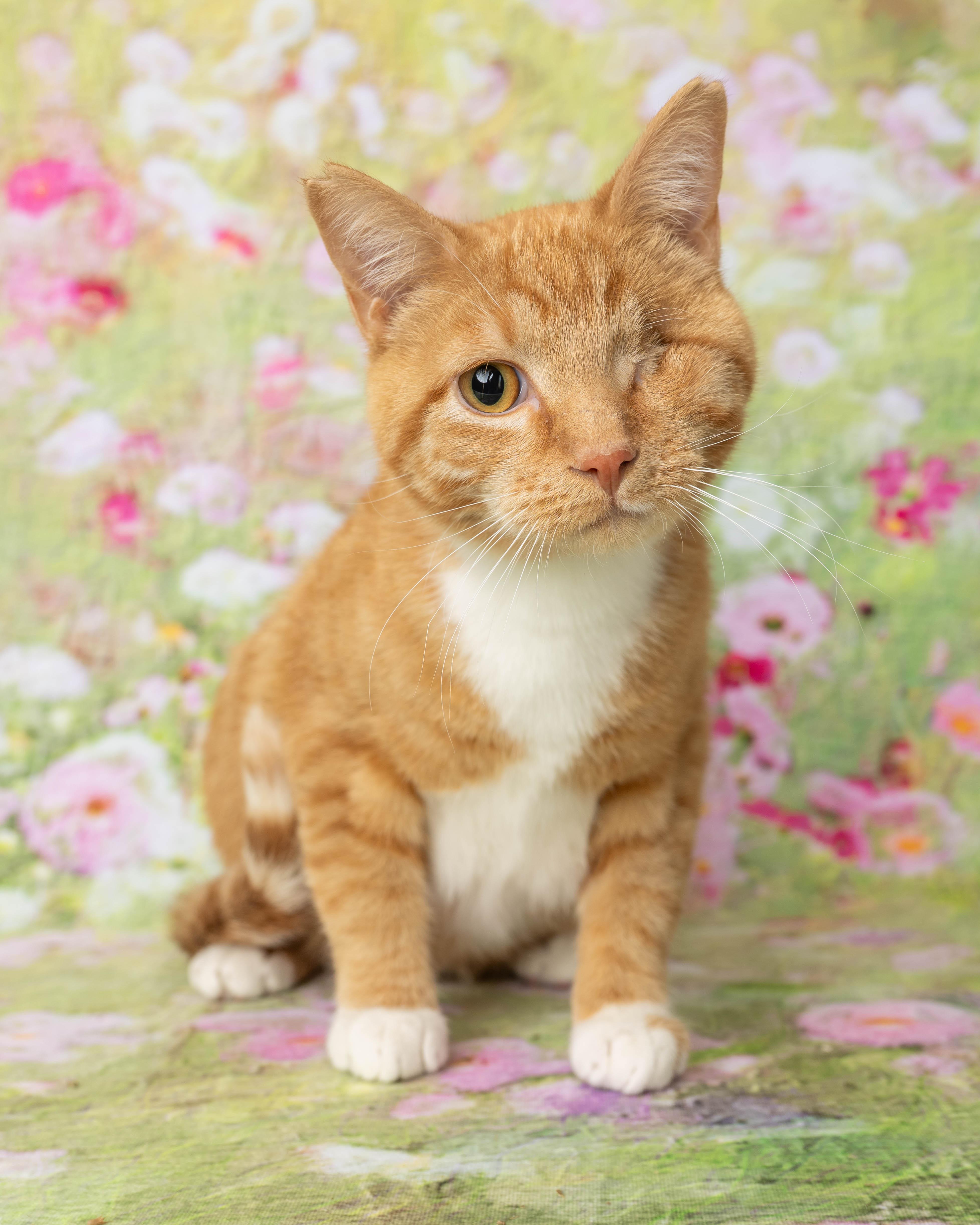 Pickles, adopted, Adult Male Domestic Short Hair.