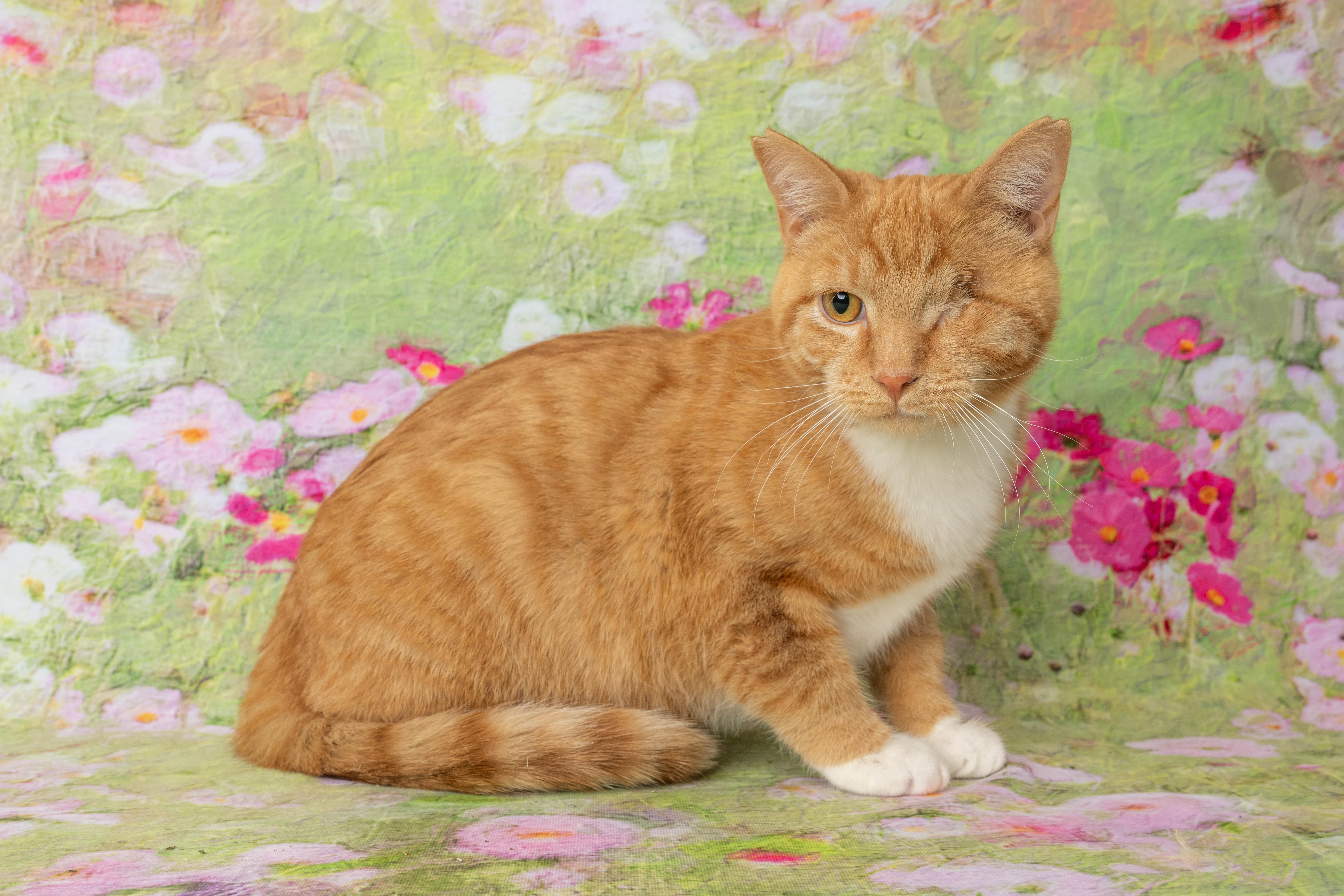 Enlarge Pickles, an adopted Domestic Short Hair in Rock Springs, WY image 3/4