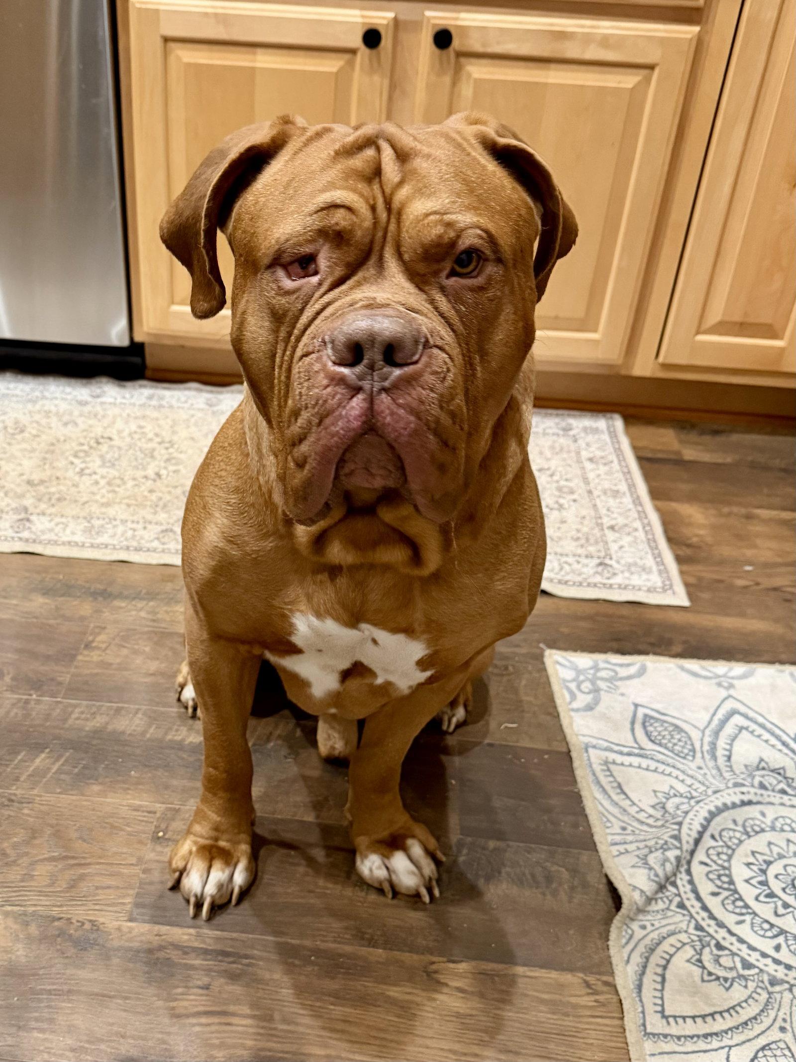 Popeye, Adopted, Young Male Dogue de Bordeaux.