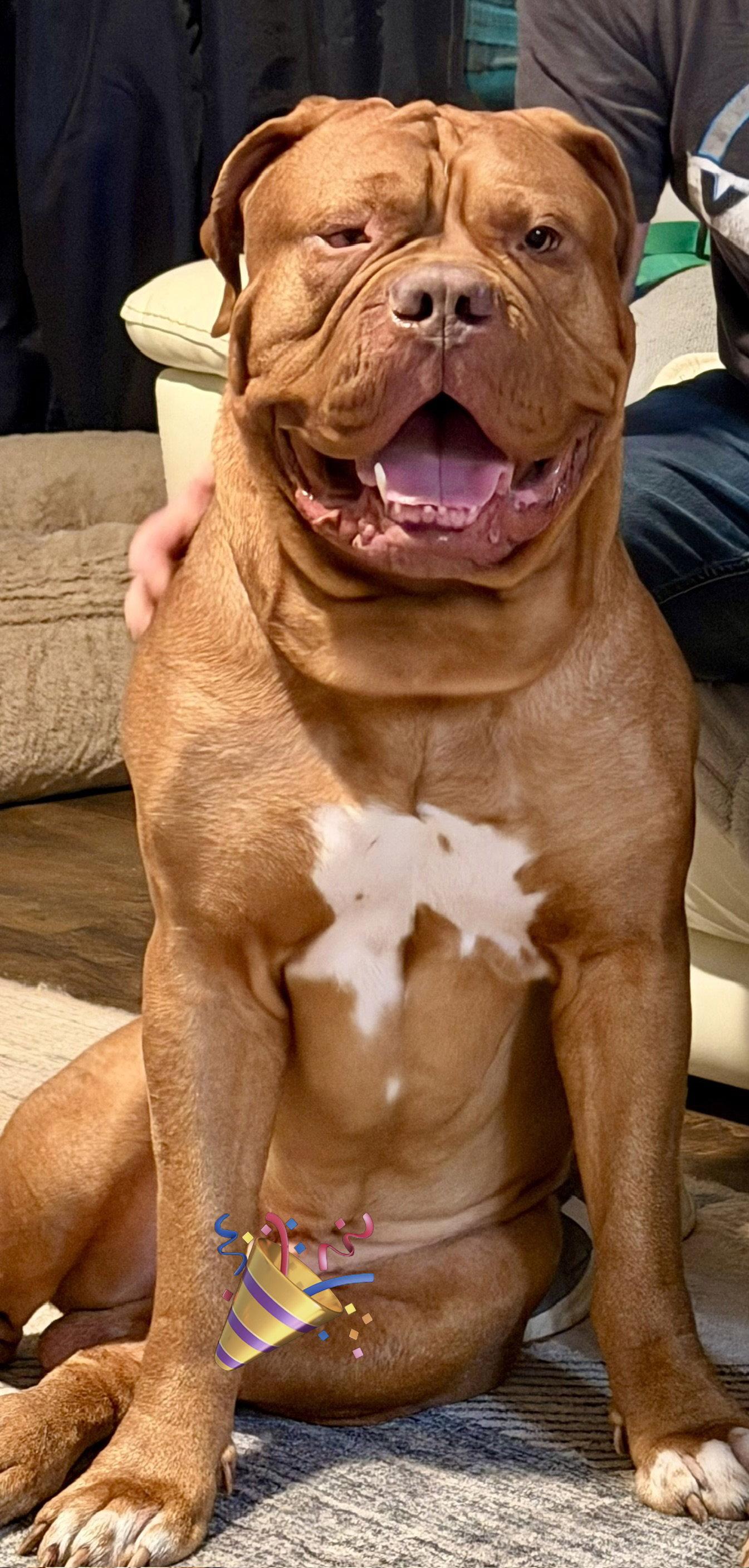 Enlarge Popeye, a Adopted Dogue de Bordeaux in Chambersburg, PA image 2/3