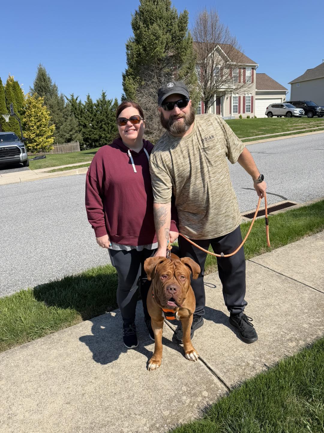 Enlarge Popeye, a Adopted Dogue de Bordeaux in Chambersburg, PA image 3/3