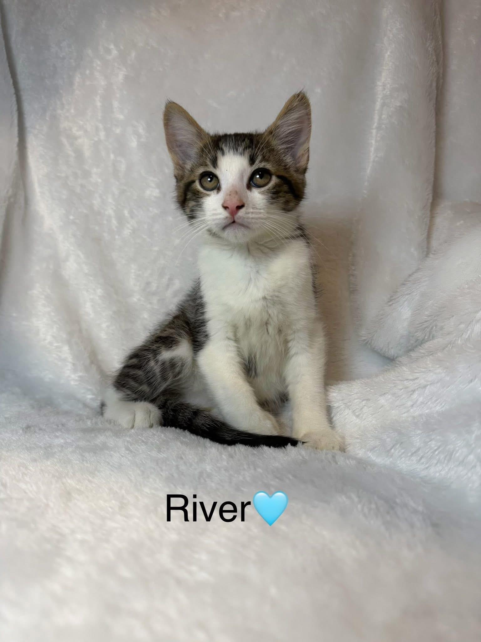 River, ADOPTABLE, Kitten Male Domestic Short Hair.