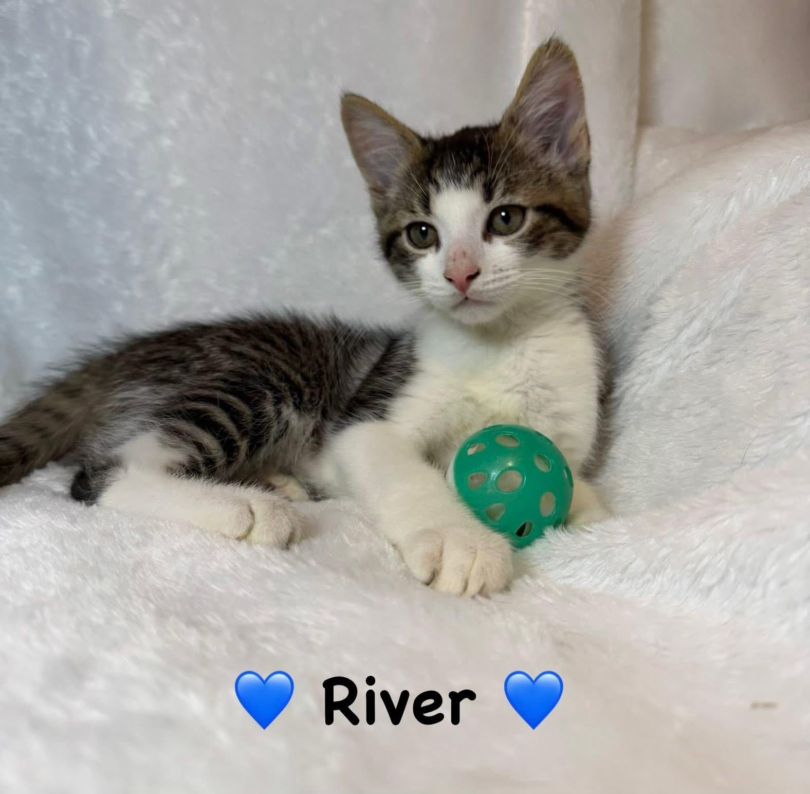 Enlarge River, a ADOPTABLE Domestic Short Hair in Copley, OH image 2/2