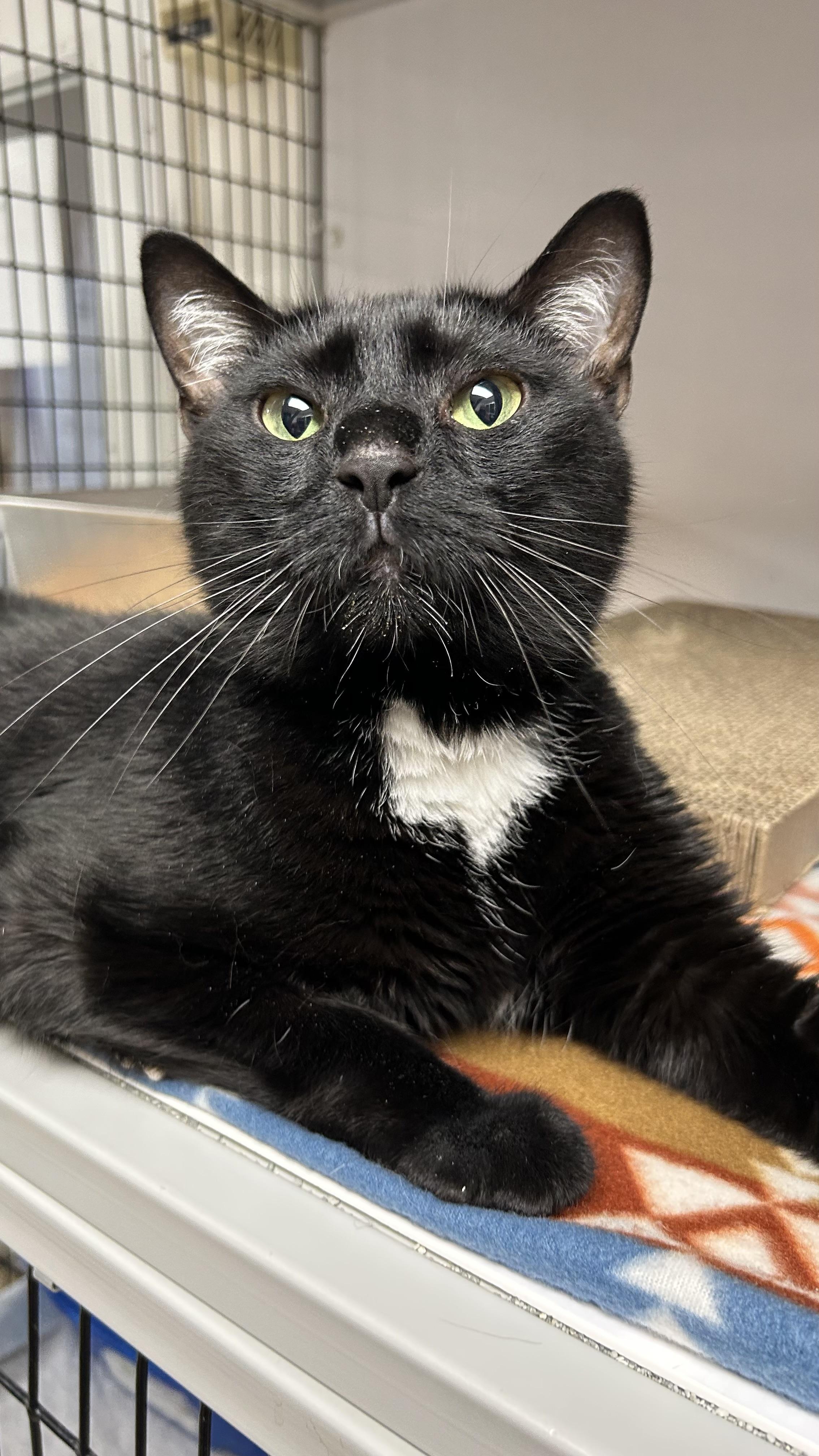Vader, ADOPTABLE, Adult Male Domestic Short Hair.