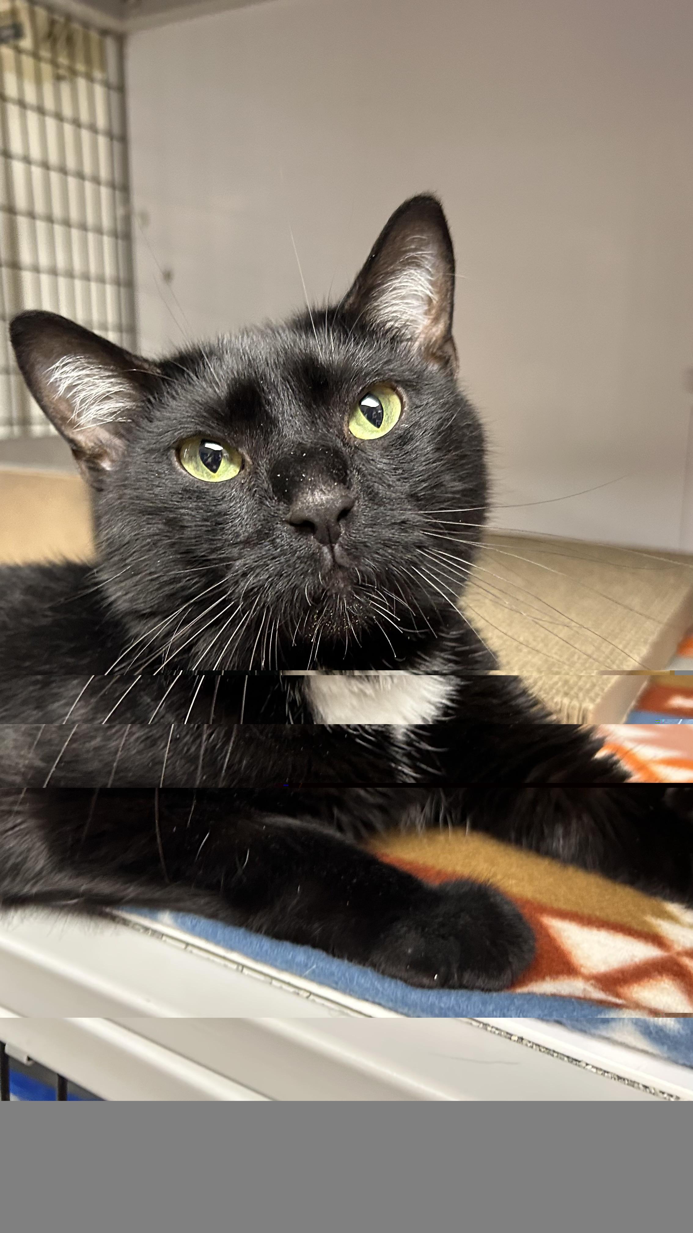 Enlarge Vader, a ADOPTABLE Domestic Short Hair in White Oak, PA image 2/2