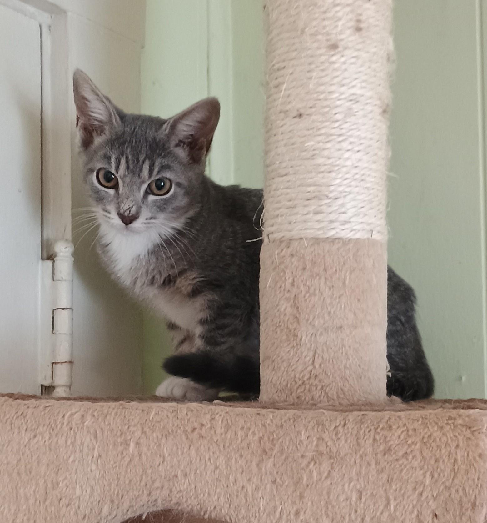 Lemon Meringue - shy & loving 1