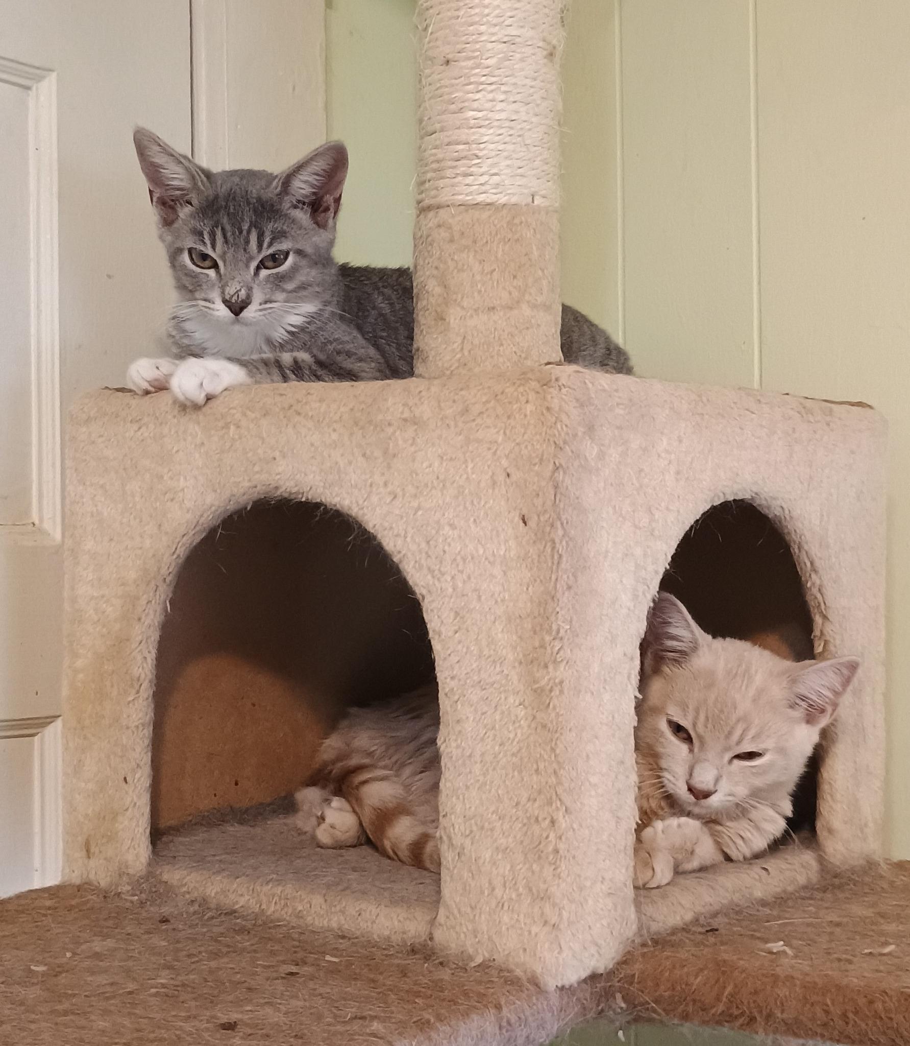 Lemon Meringue - shy & loving, a Adoptable Domestic Short Hair in Hendersonville, TN image 2/2