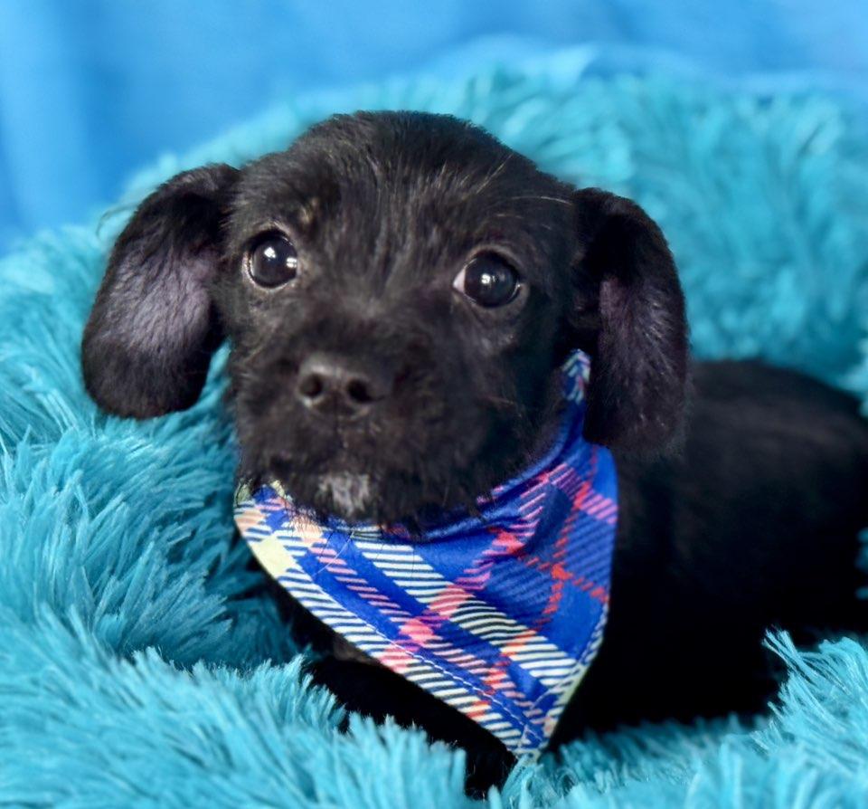 Nova - French Bulldog/Poodle mix