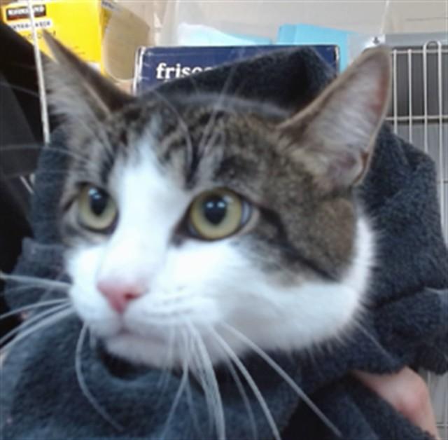 Enlarge DAPHNE, a Adoptable Domestic Short Hair in Salinas, CA image 1/1