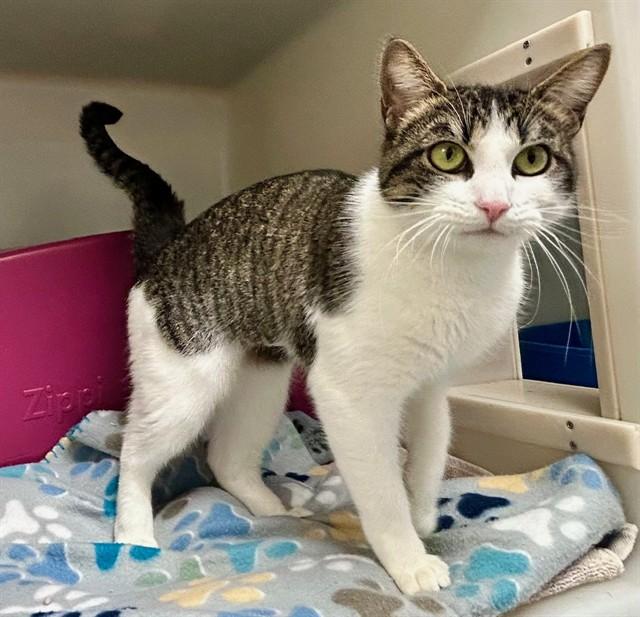 DAPHNE, Adoptable, Young Female Domestic Short Hair.