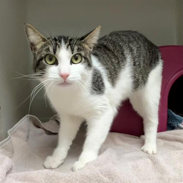 DAPHNE, Adoptable, Young Female Domestic Short Hair.