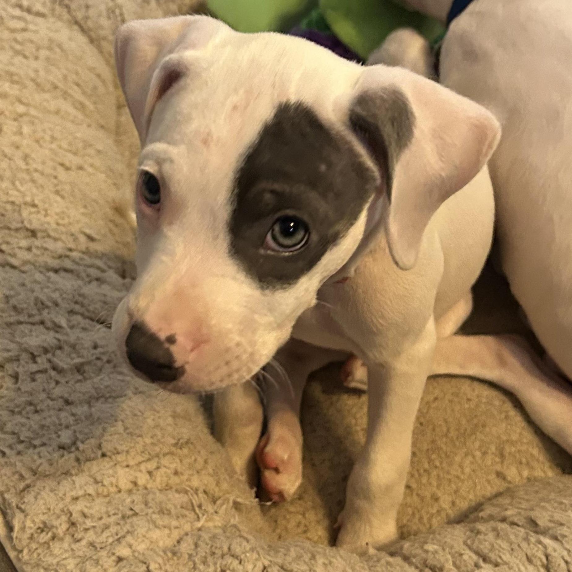 Vienna, an adopted Pit Bull Terrier in Grafton, MA image 2/6