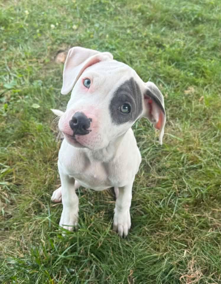 Vienna, adopted, Puppy Female Pit Bull Terrier.