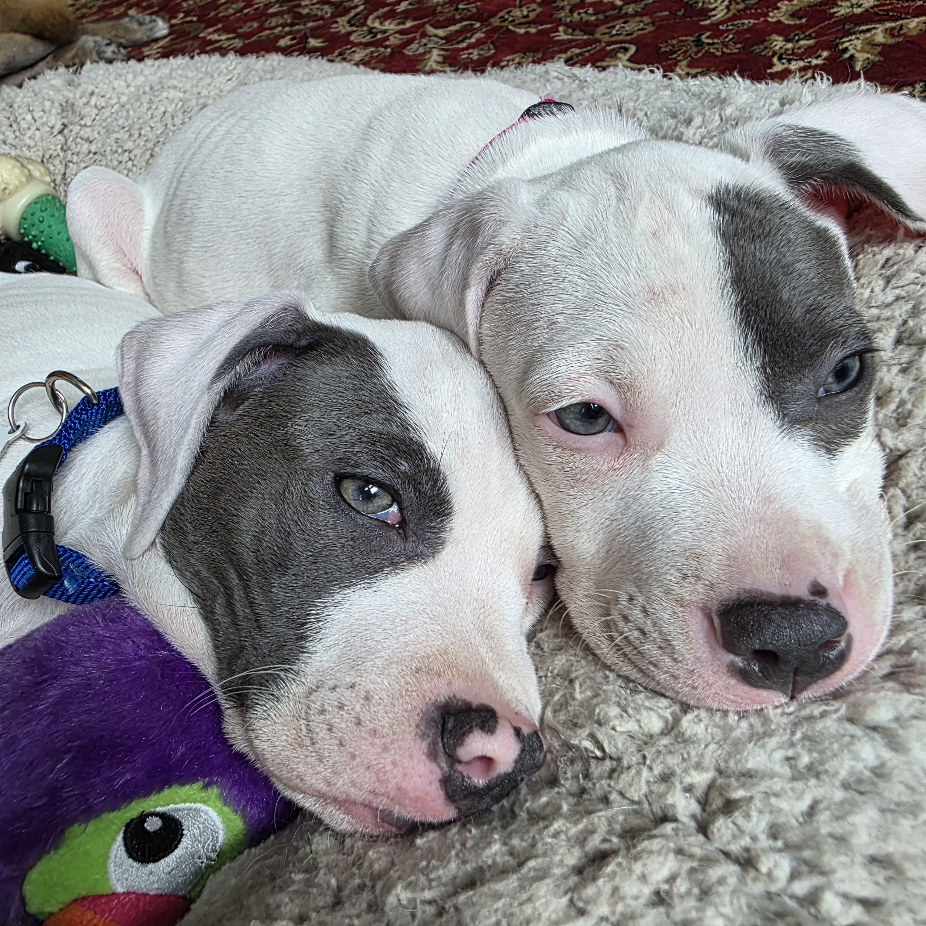 Vienna, an adopted Pit Bull Terrier in Grafton, MA image 4/6