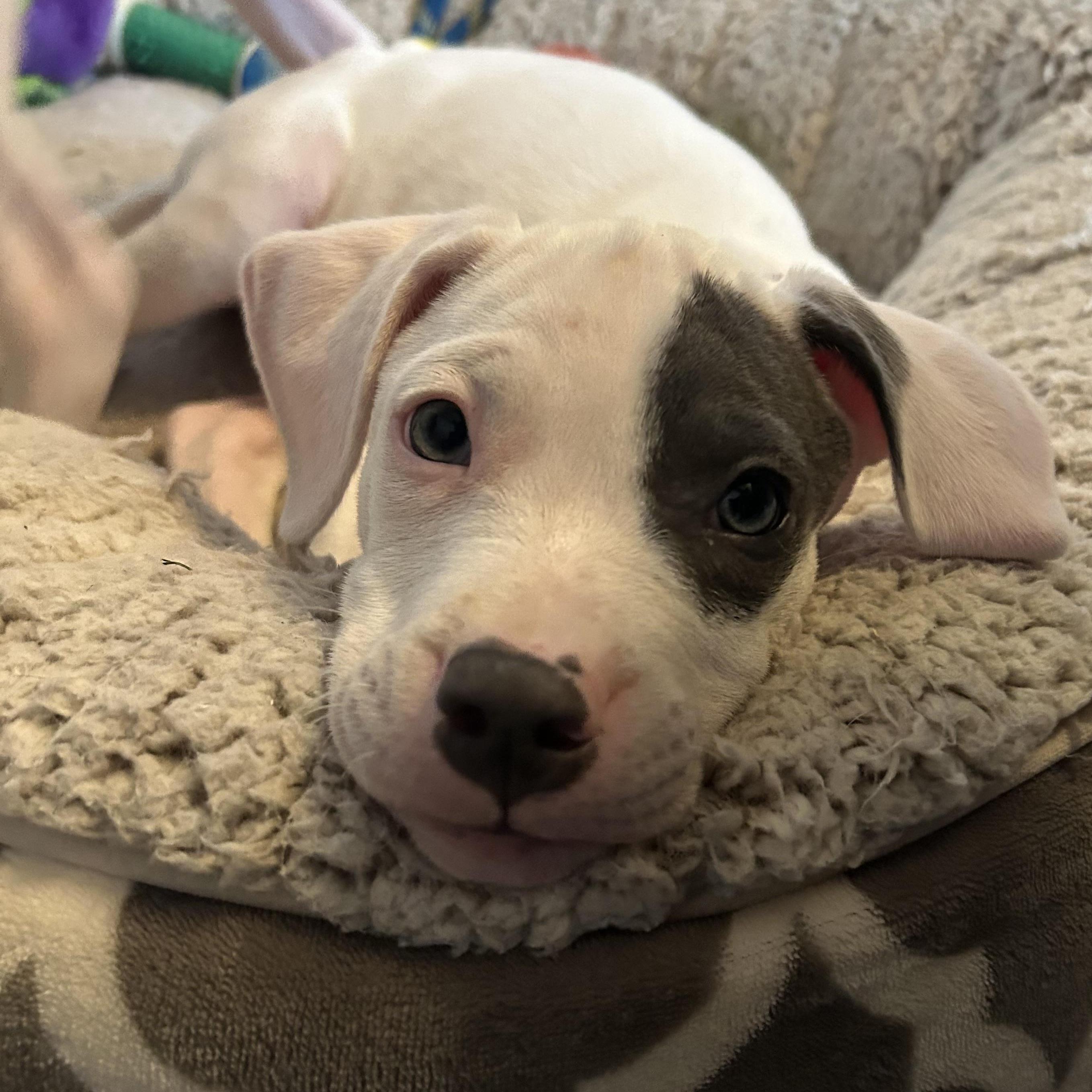 Vienna, an adopted Pit Bull Terrier in Grafton, MA image 3/6