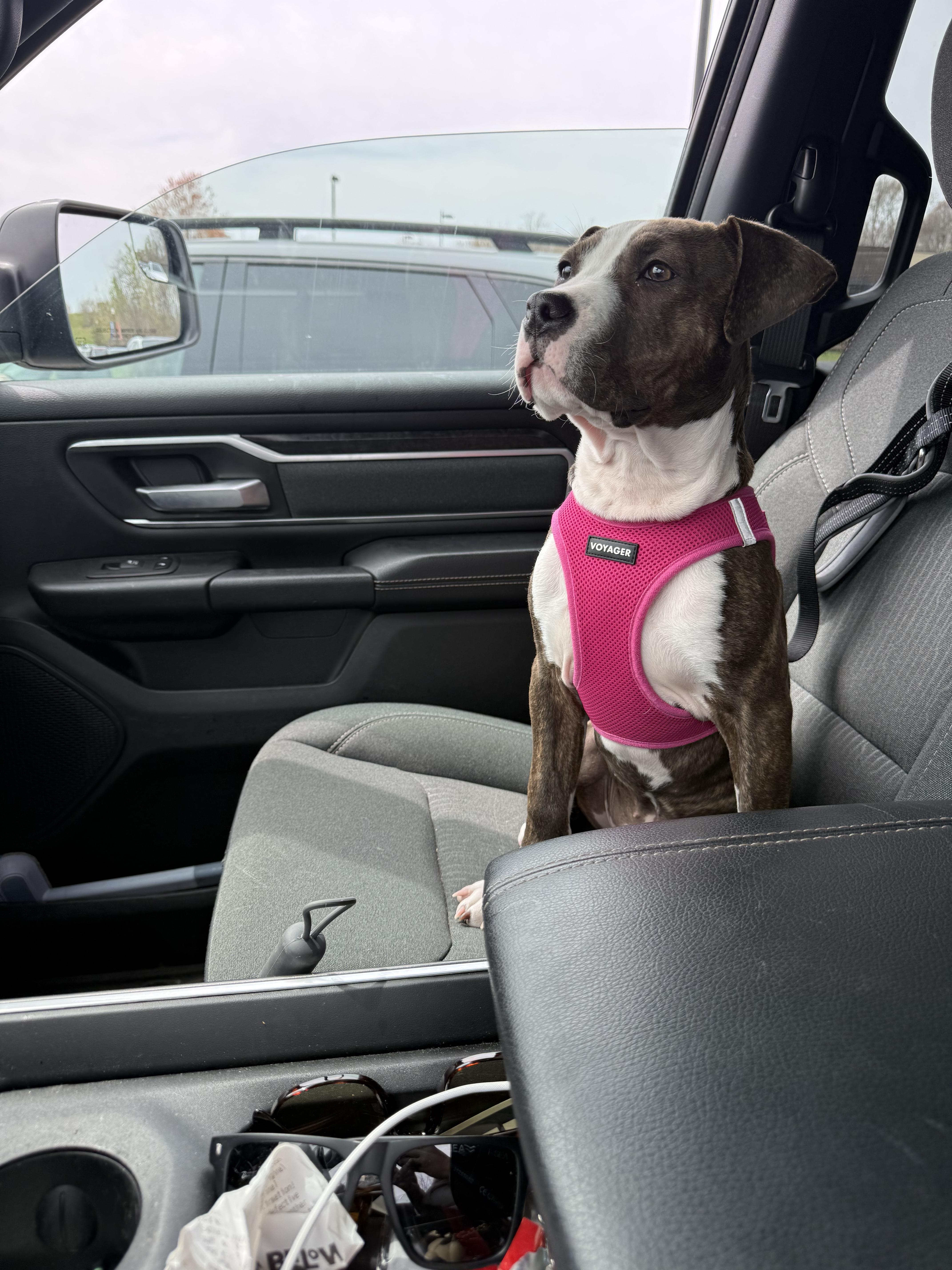 Vienna, an adopted Pit Bull Terrier in Grafton, MA image 6/6