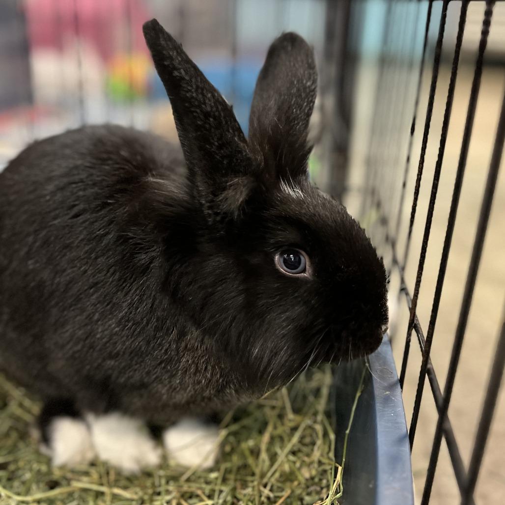 Frodo Baggypants, Adoptable, Young Male Dutch & Lionhead.