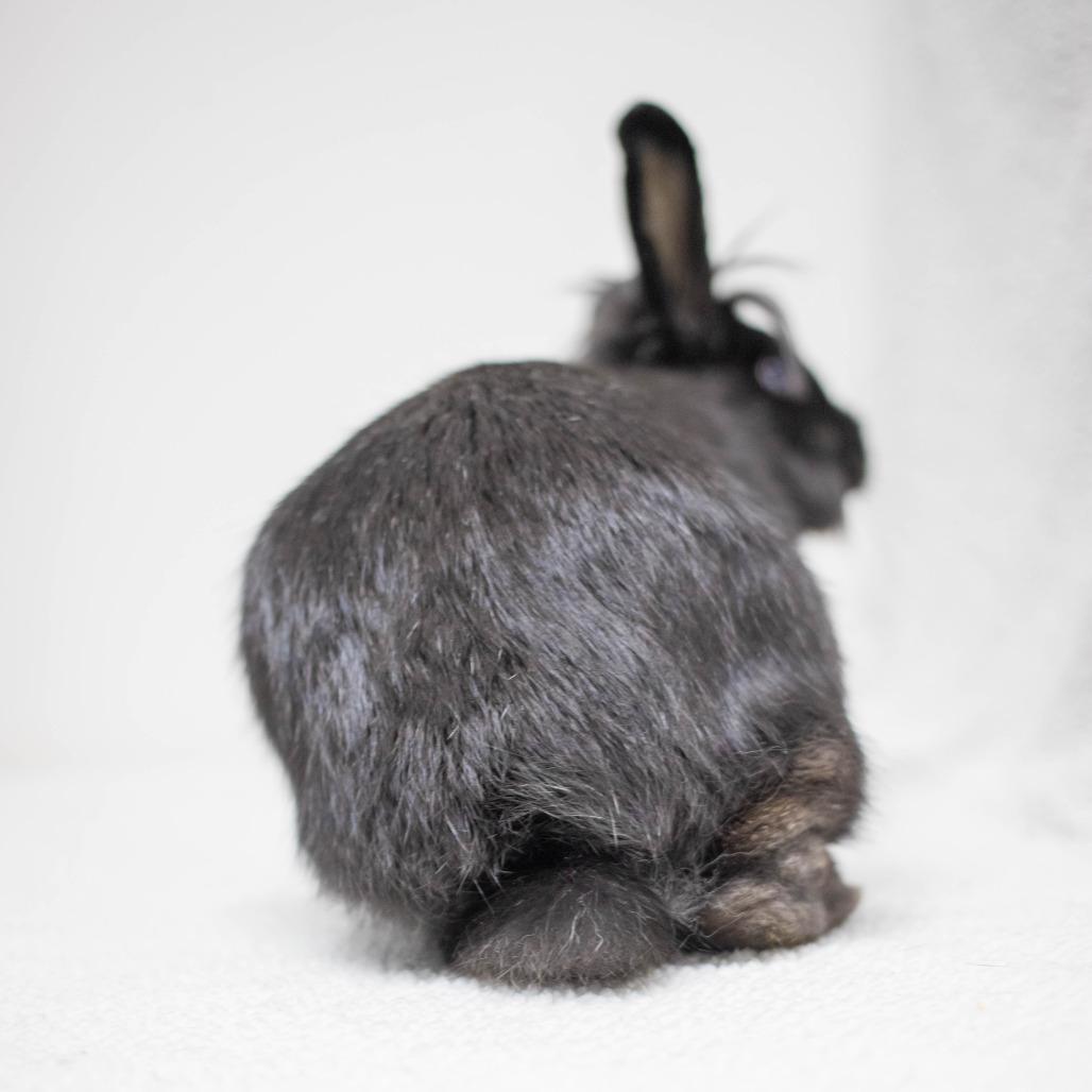 Frodo Baggypants, a Adoptable mixed breed in San Diego, CA image 2/6