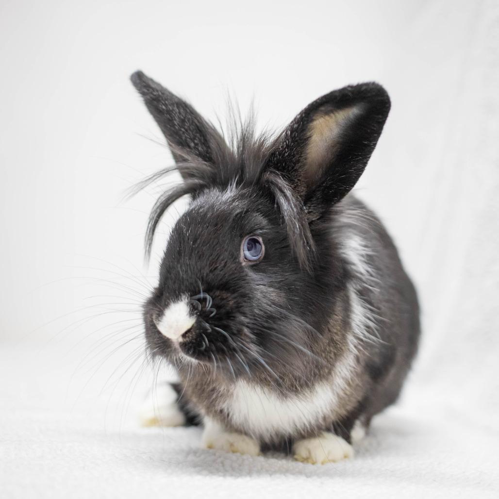 Frodo Baggypants, a Adoptable mixed breed in San Diego, CA image 3/6