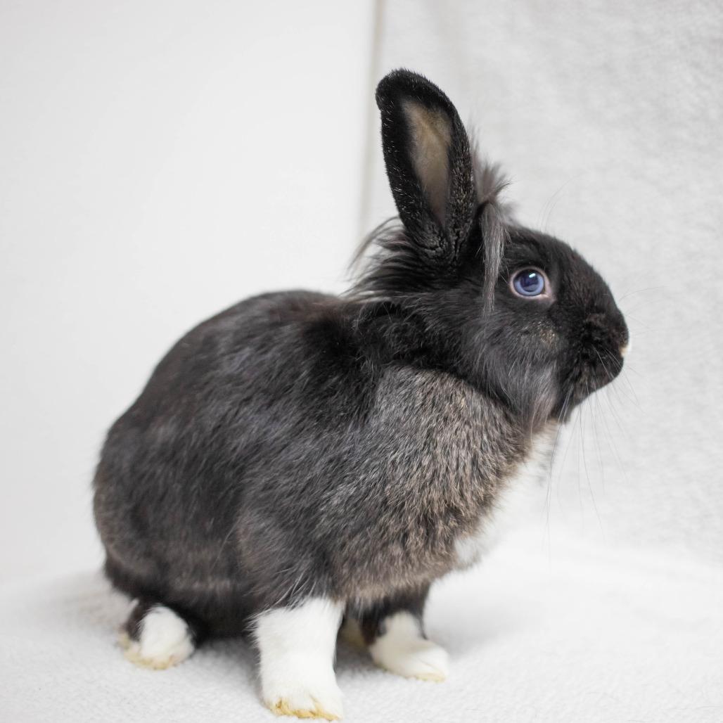 Frodo Baggypants, a Adoptable mixed breed in San Diego, CA image 4/6