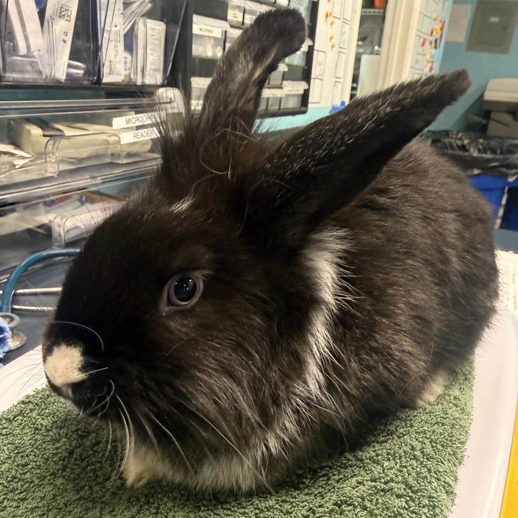 Frodo Baggypants, a Adoptable mixed breed in San Diego, CA image 6/6