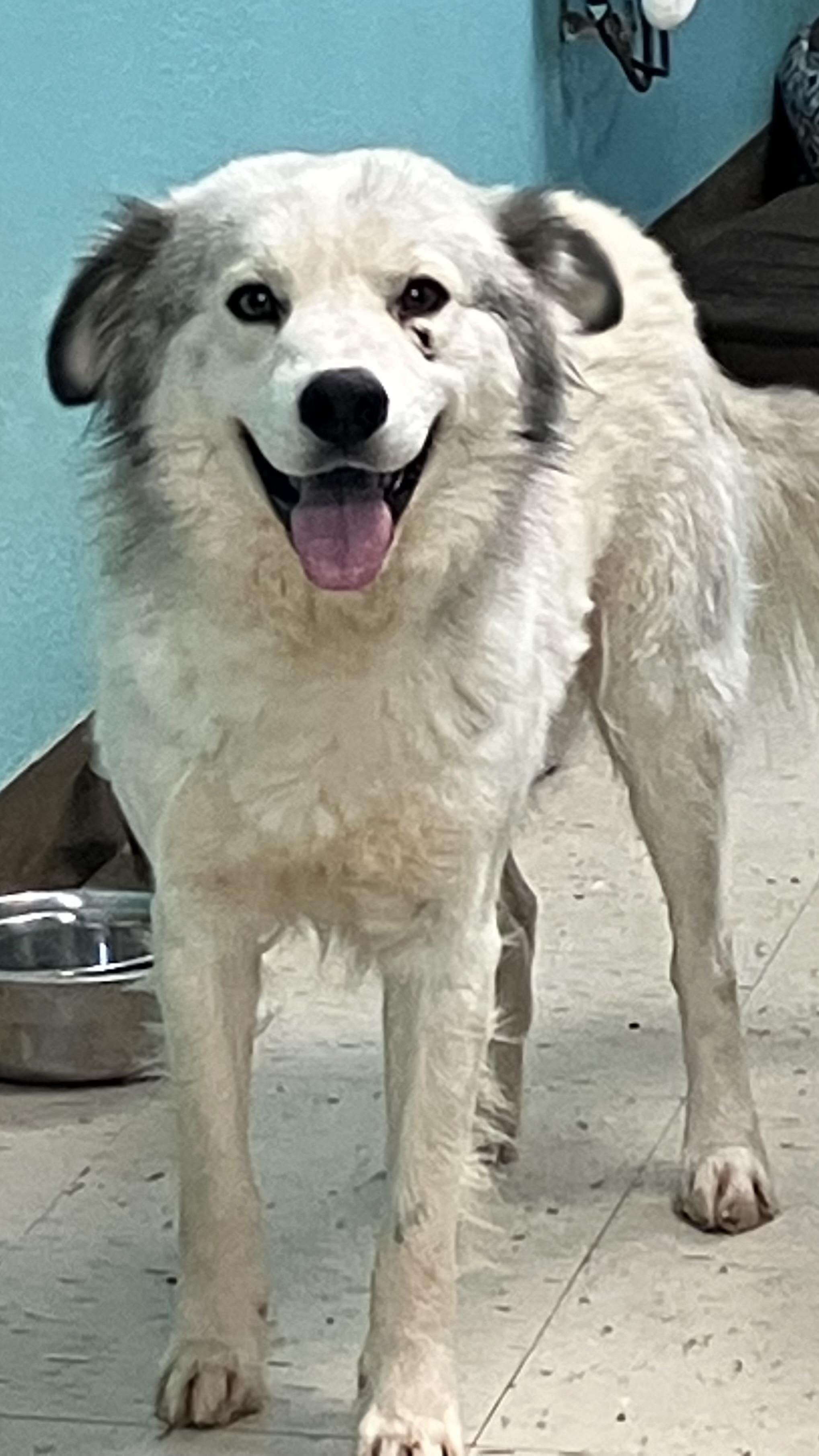 Niko, ADOPTABLE, Adult Male Husky.