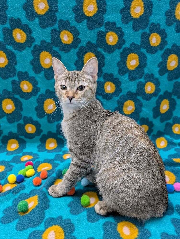 Mary Kate, Adoptable, Kitten Female Domestic Short Hair.