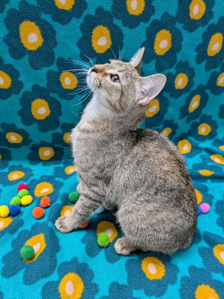 Enlarge Mary Kate, a Adoptable Domestic Short Hair in Raleigh, NC image 2/3