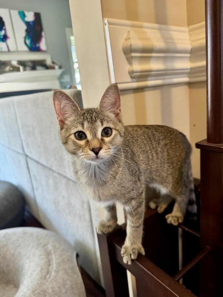 Enlarge Mary Kate, a Adoptable Domestic Short Hair in Raleigh, NC image 3/3