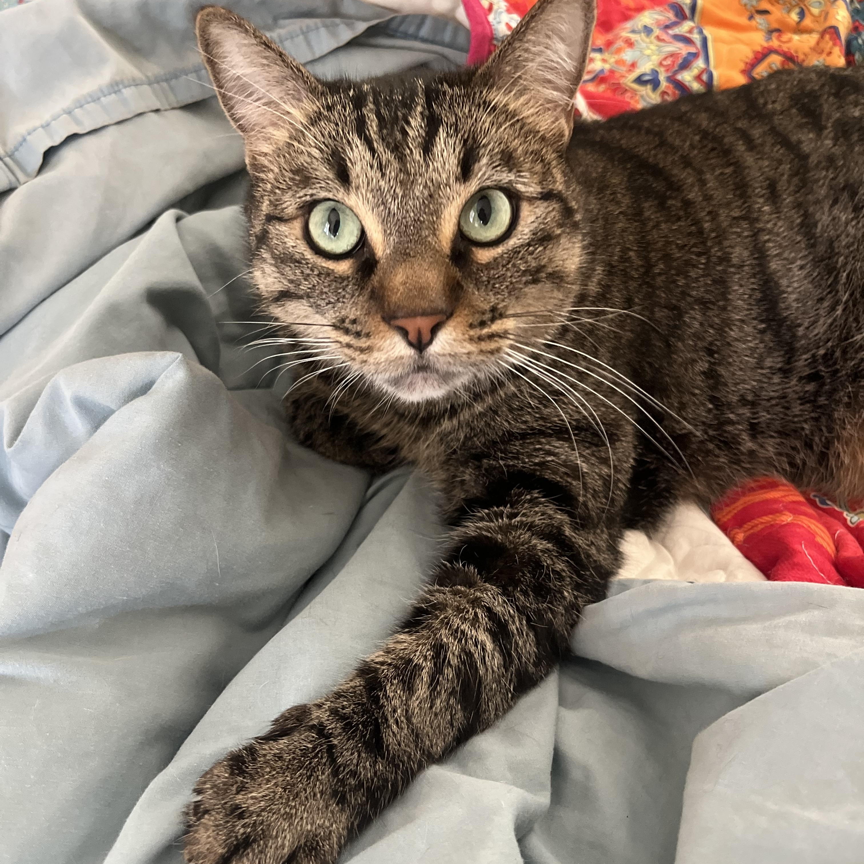 Violet, Adoptable, Adult Female Tabby.