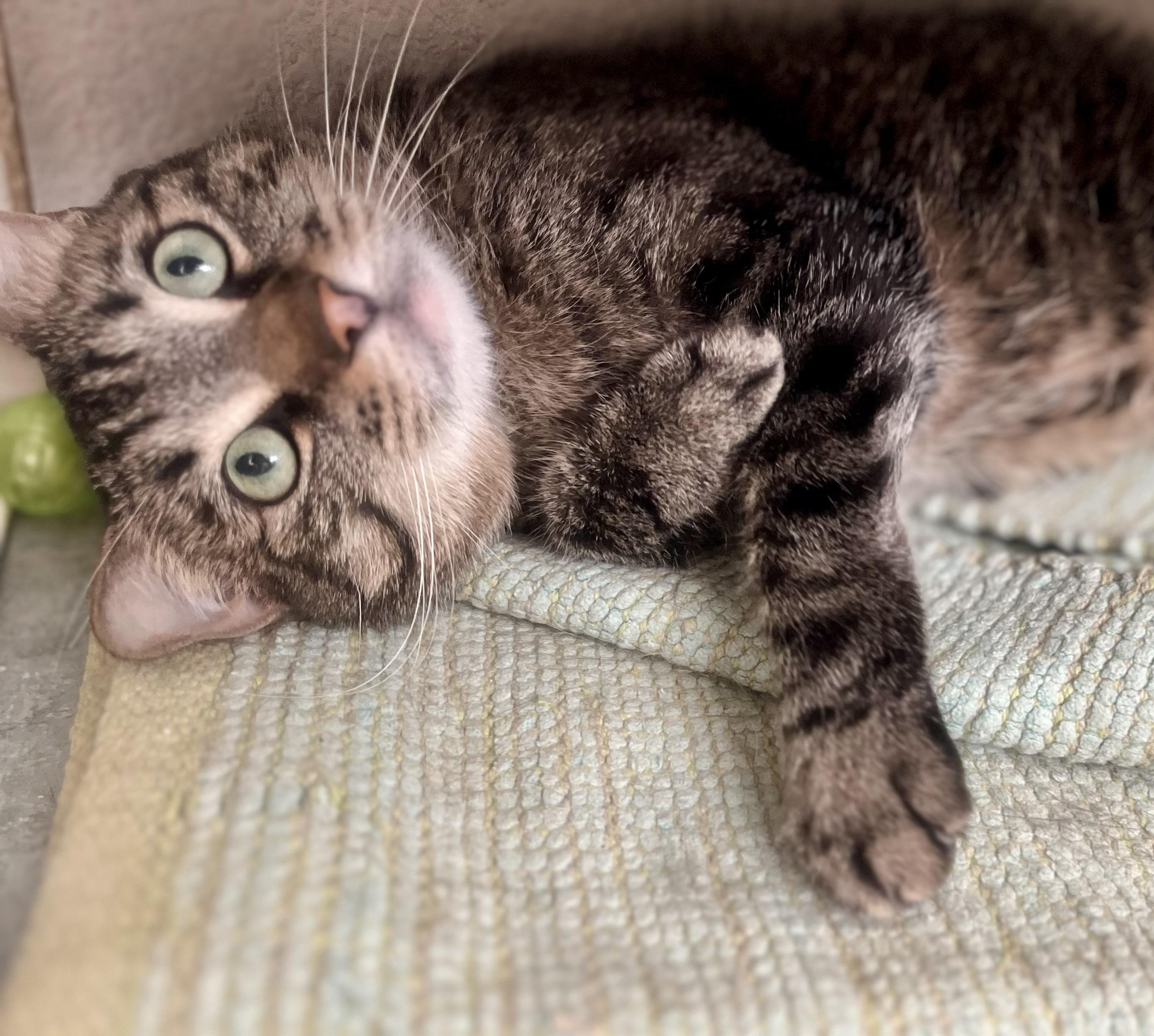 Violet, a Adoptable mixed breed in Lancaster, CA image 4/6