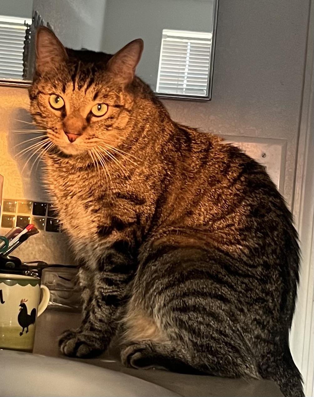 Violet, a Adoptable mixed breed in Lancaster, CA image 3/6