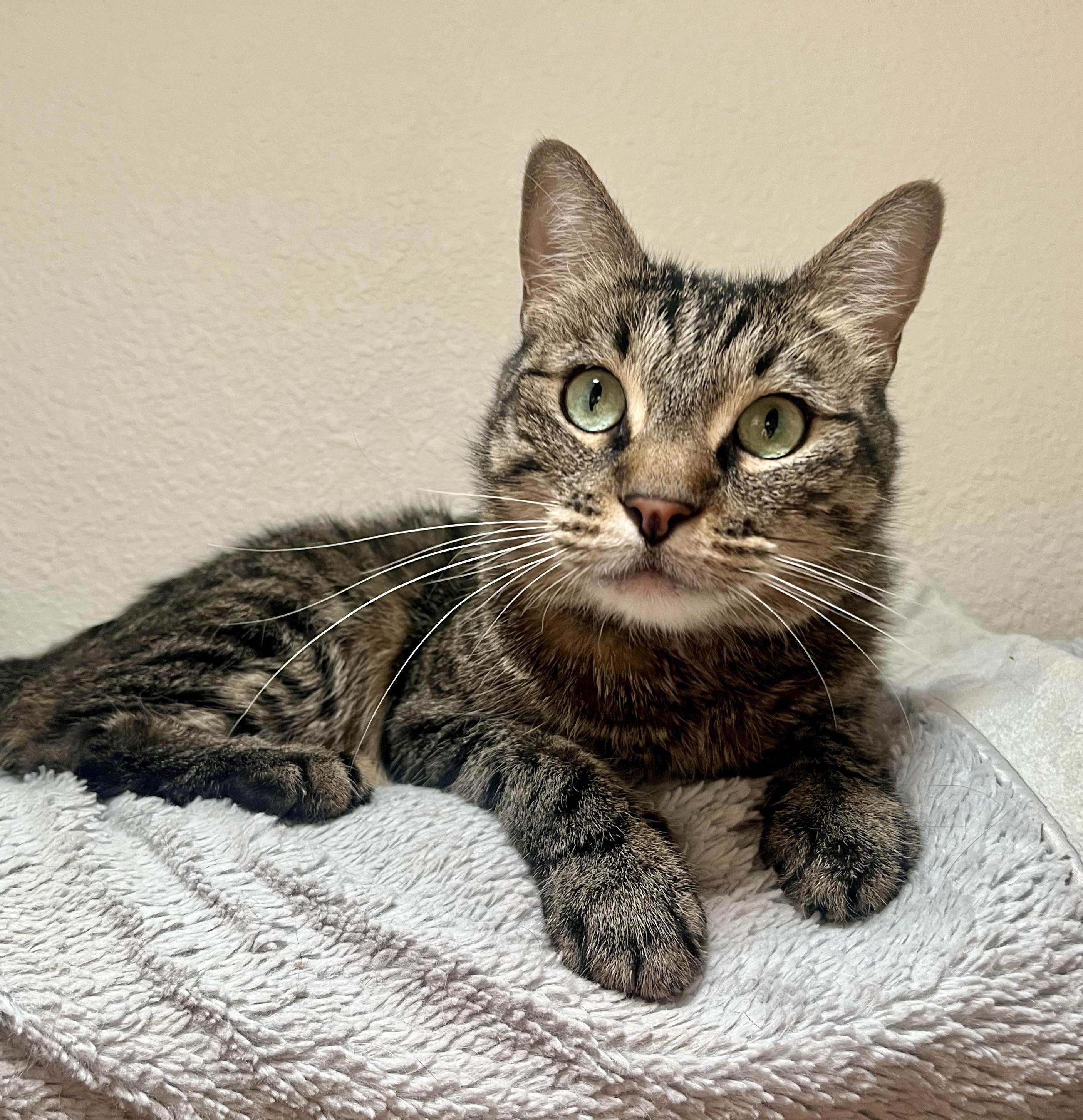 Violet, a Adoptable mixed breed in Lancaster, CA image 5/6