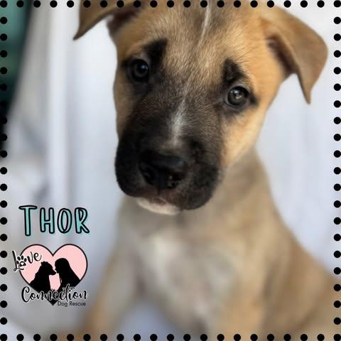 Thor