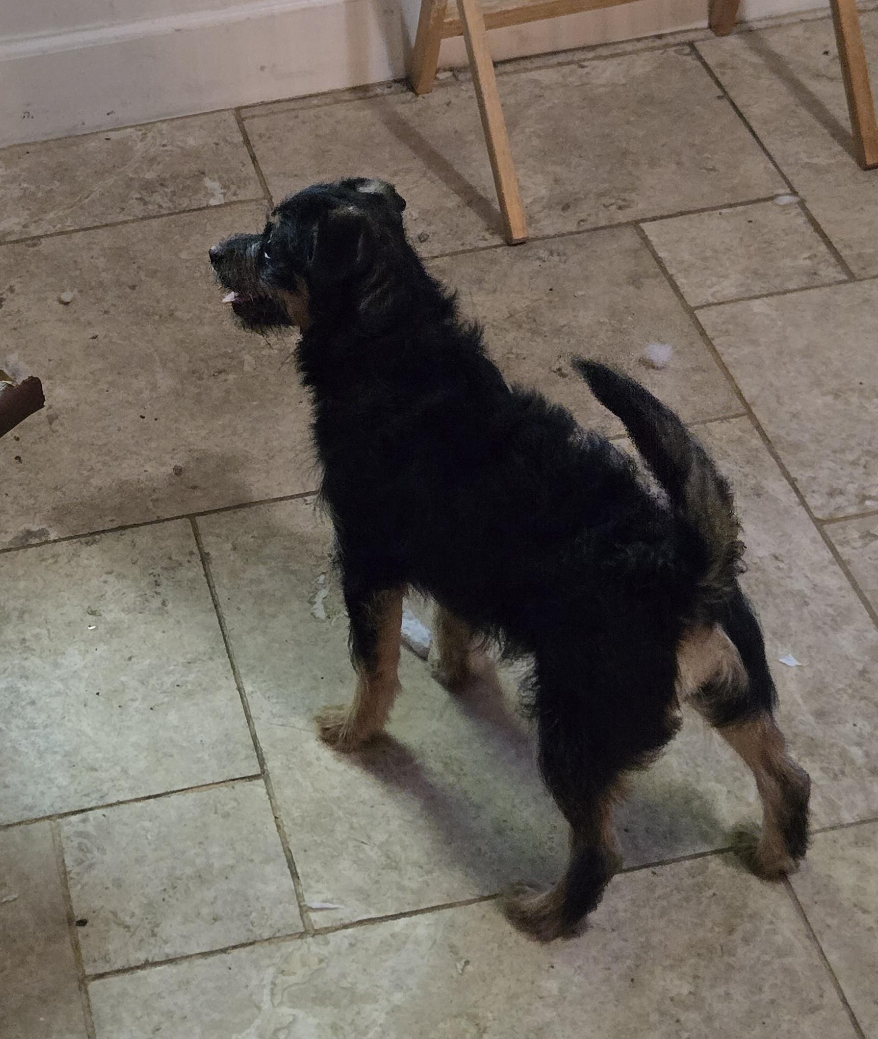 Choo Choo, a ADOPTABLE mixed breed in Suffolk, VA image 3/3