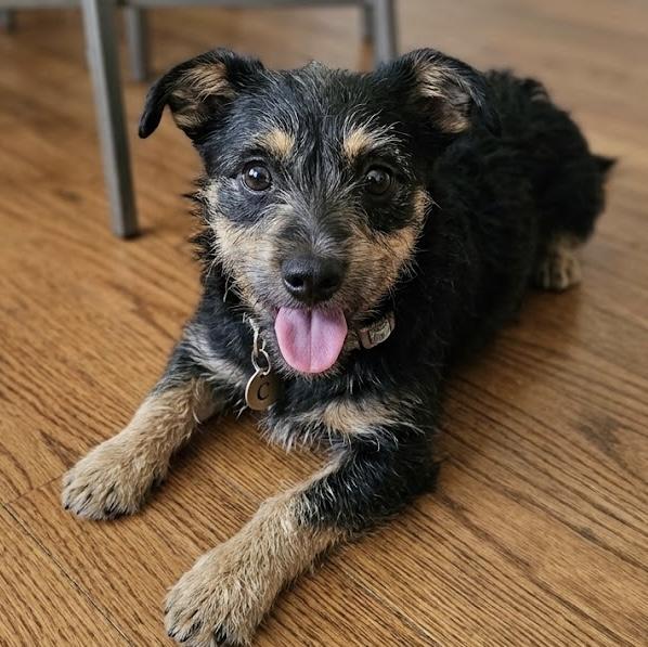 Choo Choo, ADOPTABLE, Puppy Male Mixed Breed.