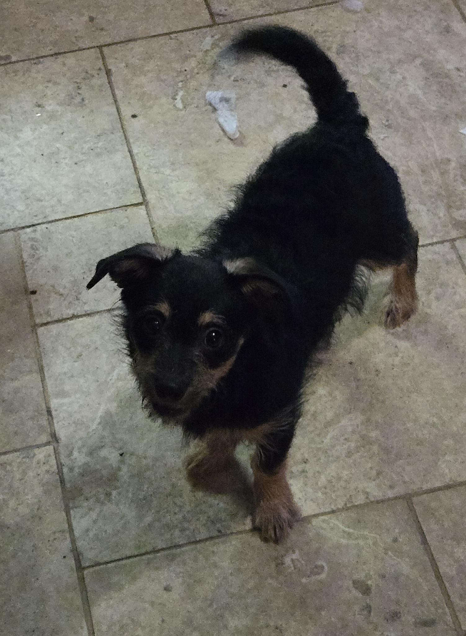 Choo Choo, ADOPTABLE, Puppy Male Mixed Breed.