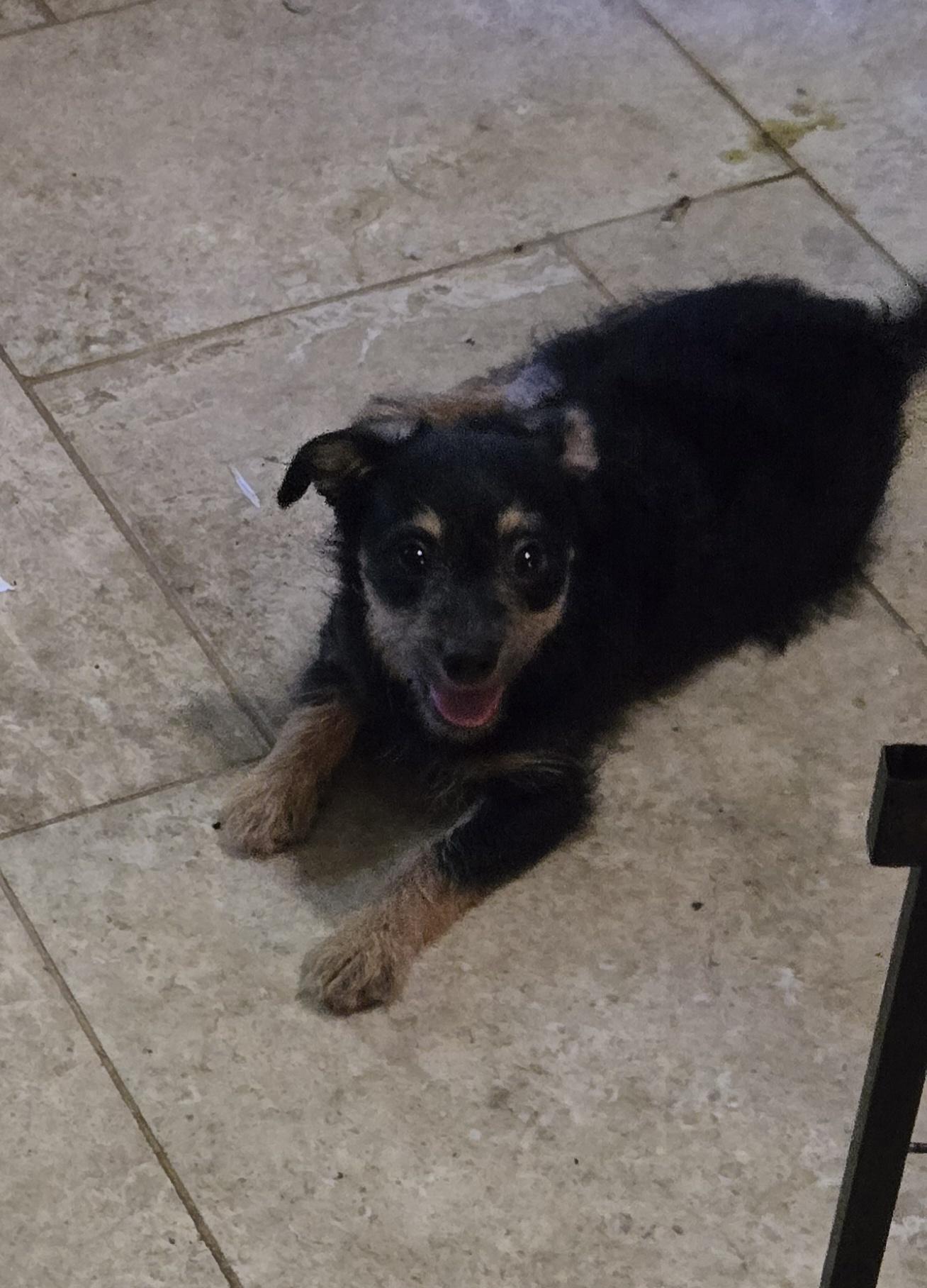 Choo Choo, a ADOPTABLE mixed breed in Suffolk, VA image 2/3
