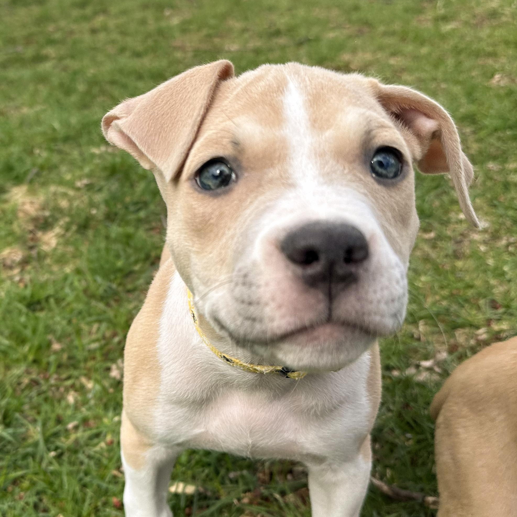 Enlarge DUCKY- Needs a forever home, an adopted mixed breed in Birmingham, MI image 6/6