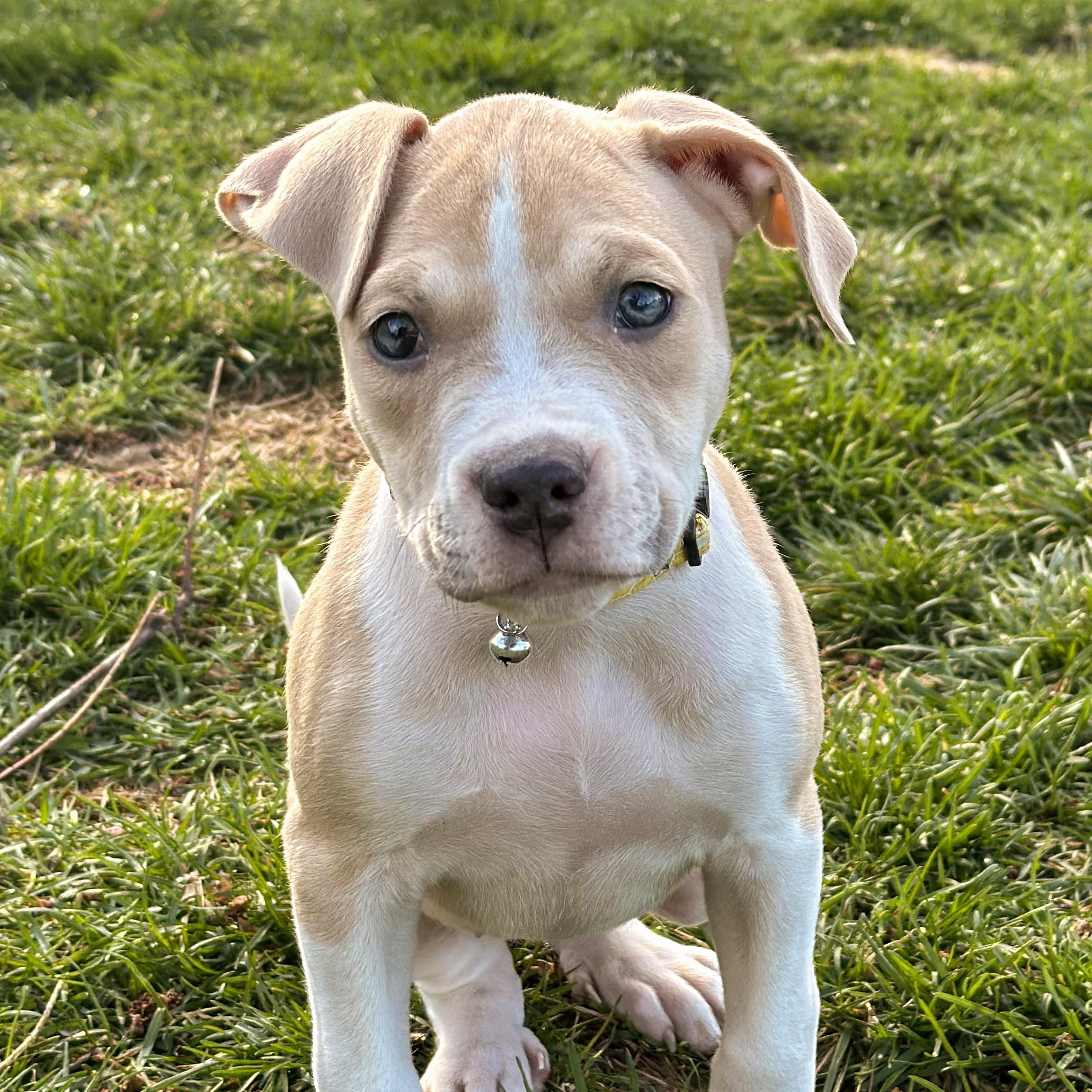 Enlarge DUCKY- Needs a forever home, an adopted mixed breed in Birmingham, MI image 2/6