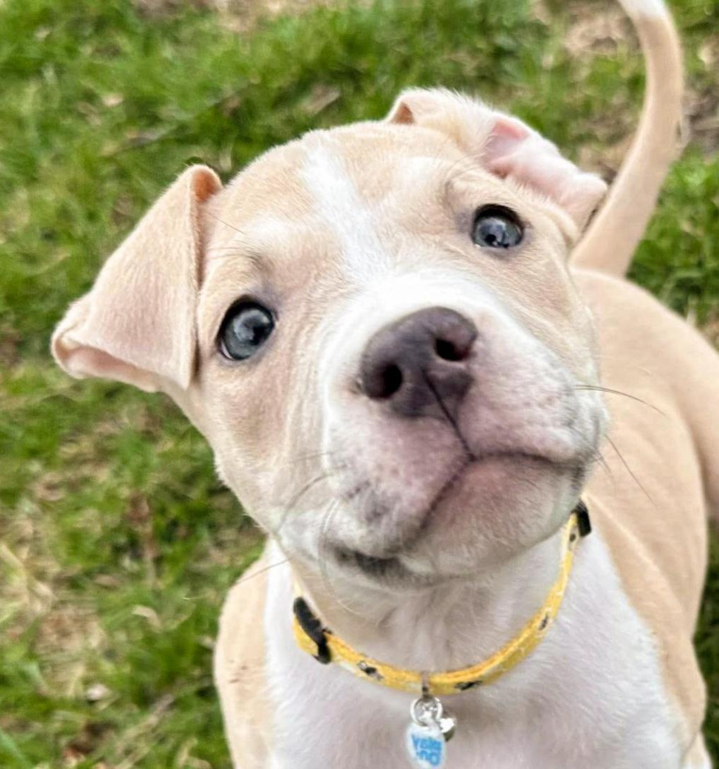 DUCKY- Needs a forever home, adopted, Puppy Female Terrier.