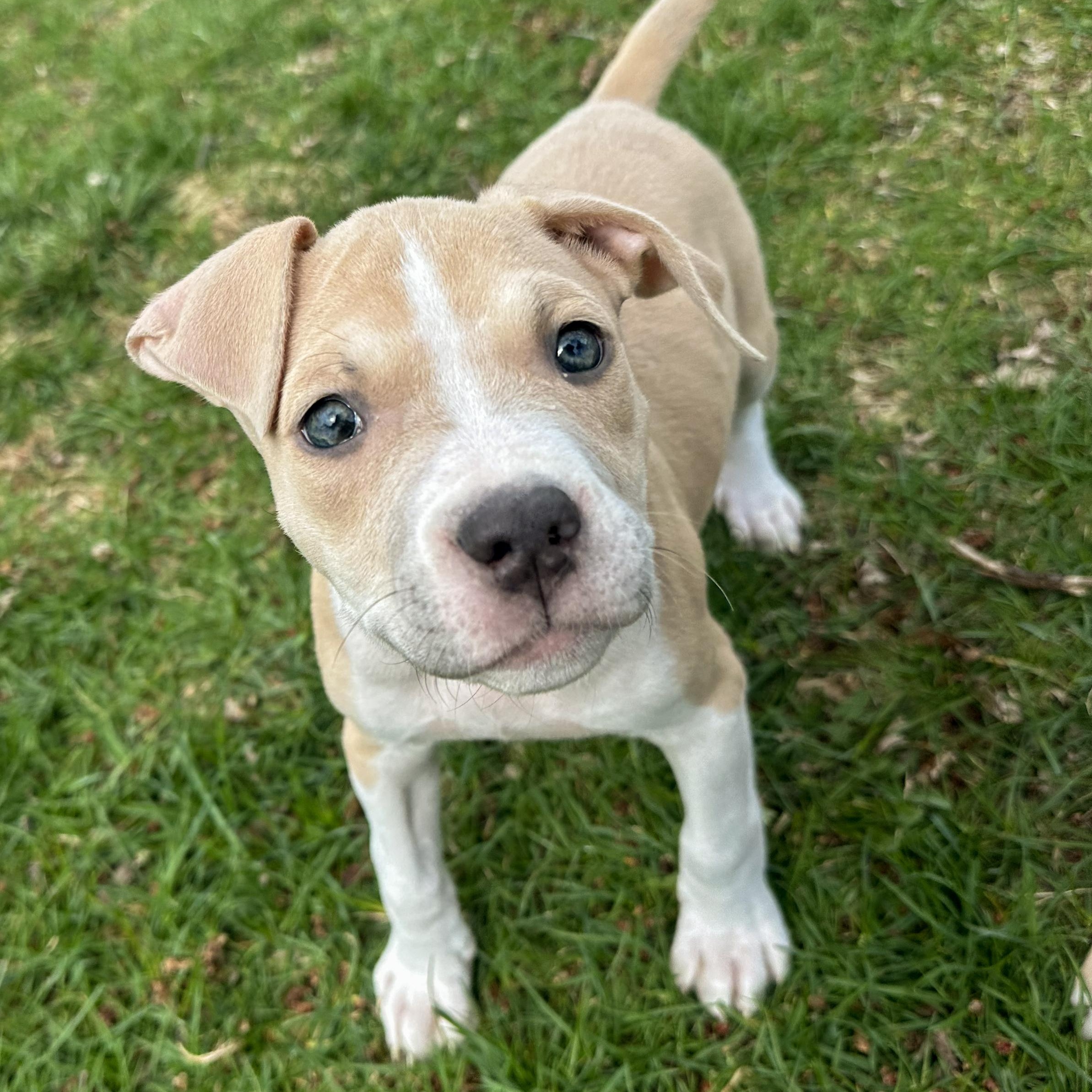 Enlarge DUCKY- Needs a forever home, an adopted mixed breed in Birmingham, MI image 5/6