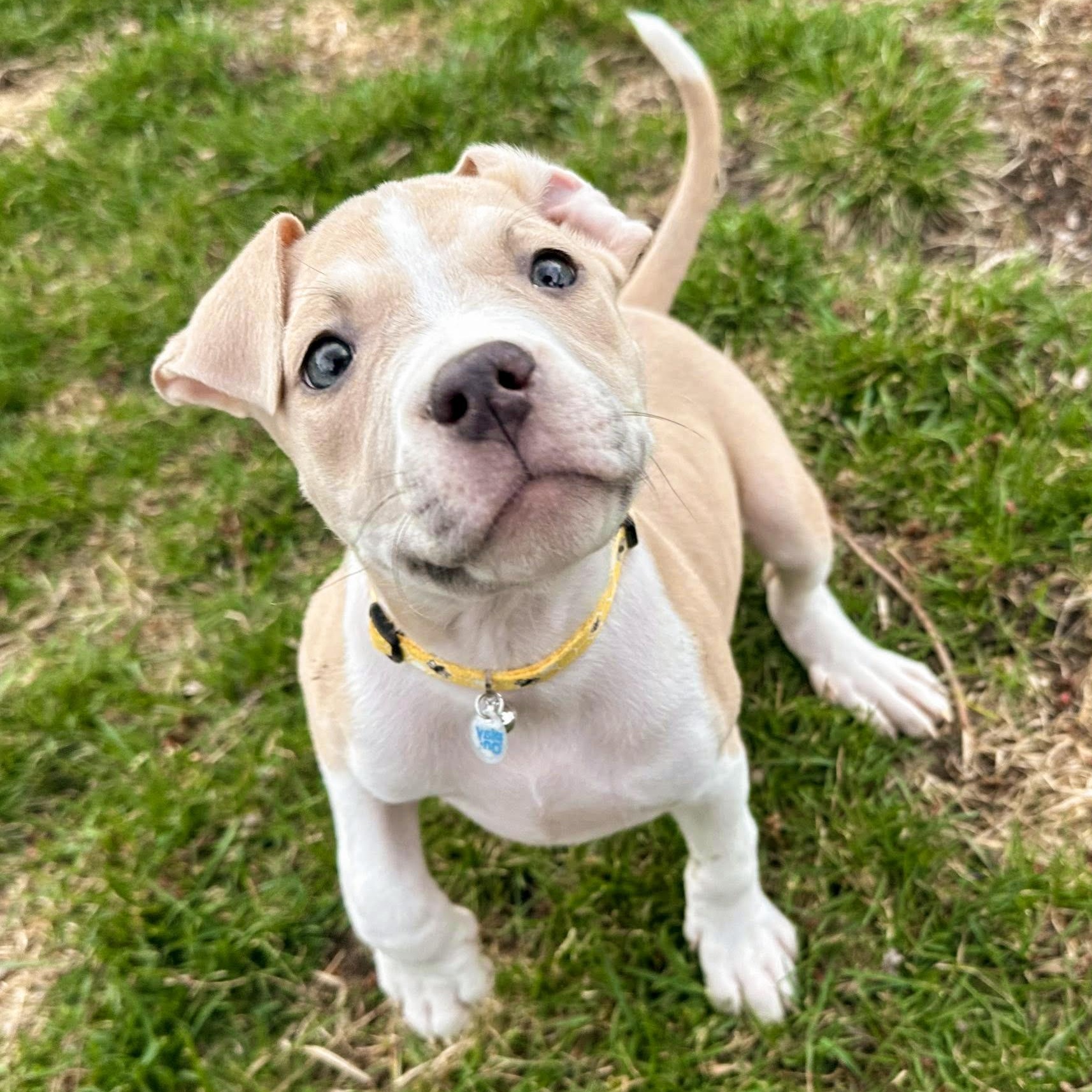 Enlarge DUCKY- Needs a forever home, an adopted mixed breed in Birmingham, MI image 3/6